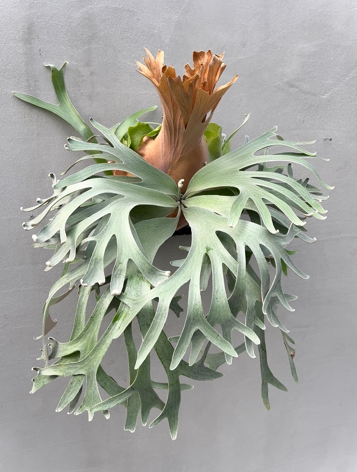 c) P. willinckii 'Frosty Maiden' spore grown ③ビカクシダ