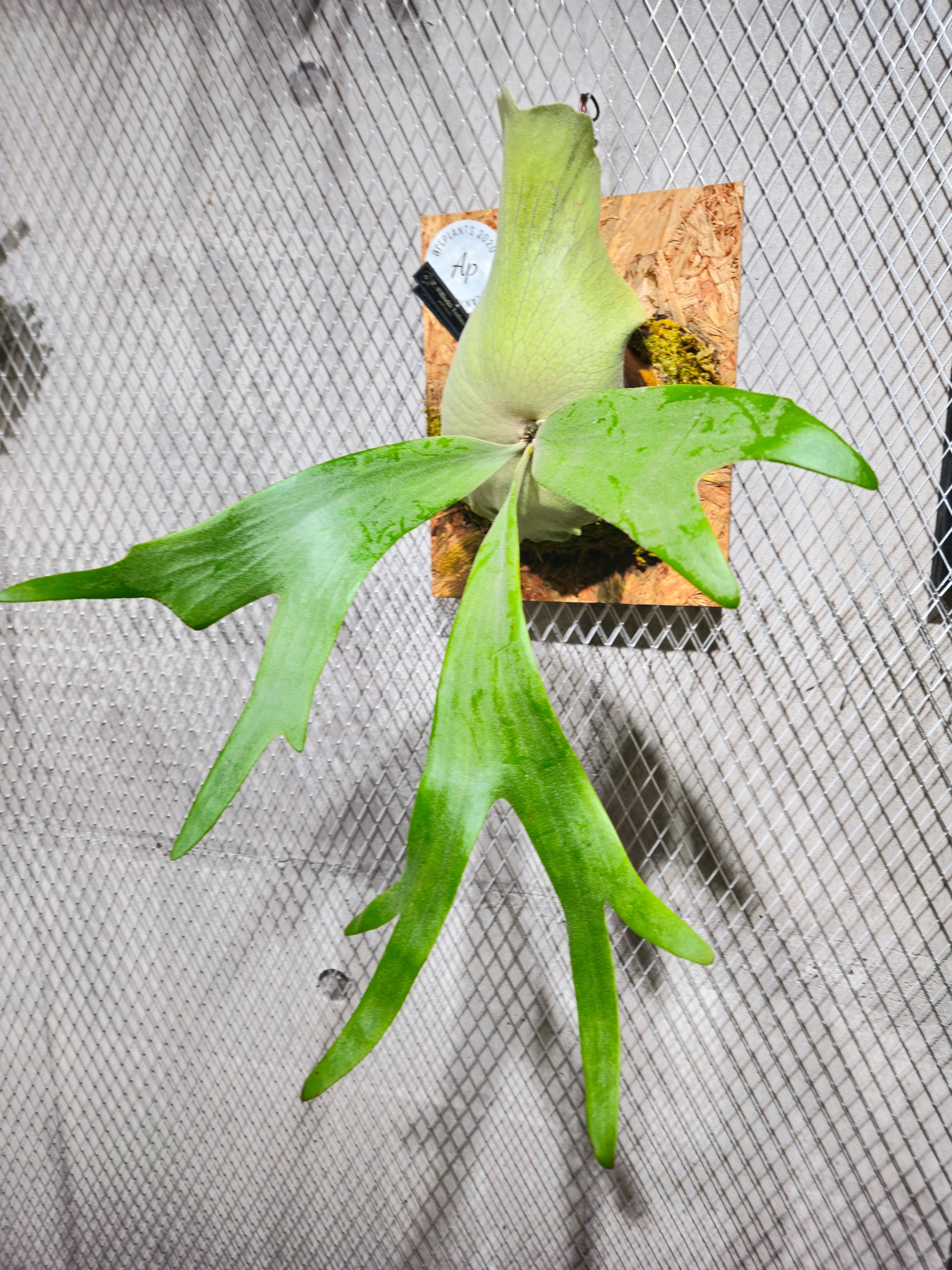 P. Willinckii Tsubasa【artPLANTs/PLANTS GARAGE】 ビカクシダ
