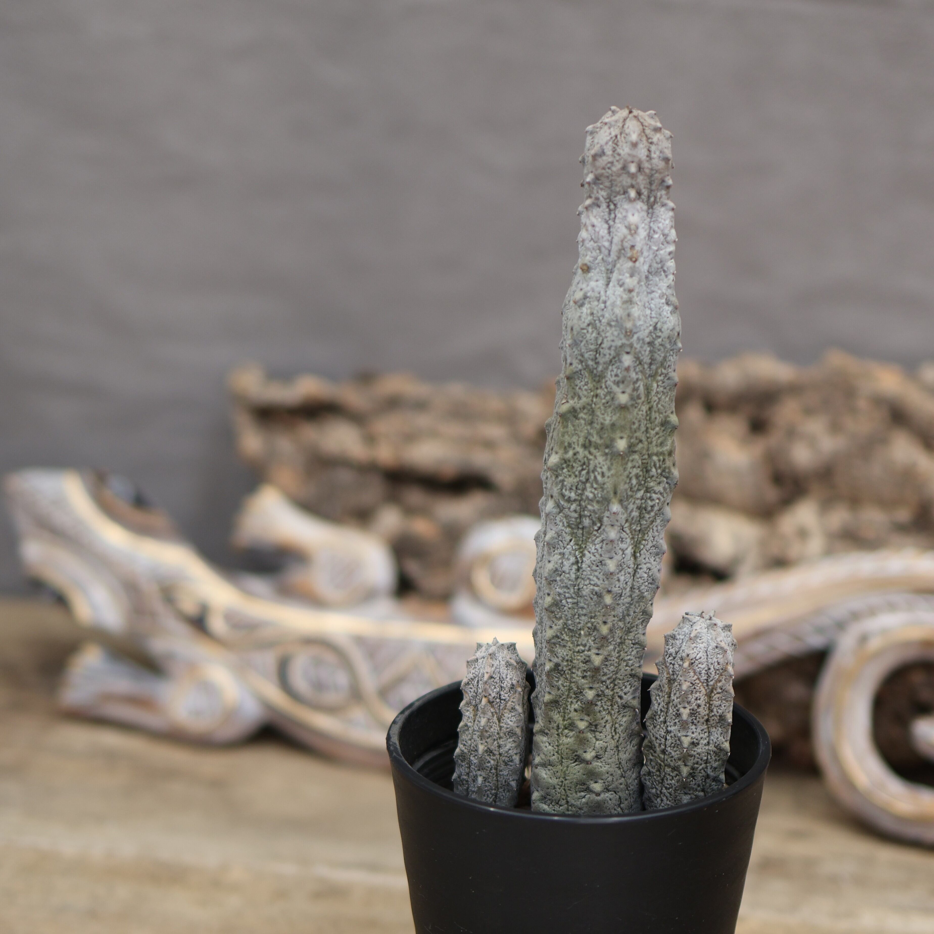 139『ユーフォルビア アブデルクリ 群生』＿観葉植物【送料無料