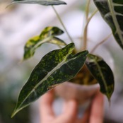 アロカシア バンビーノ イエロー / Alocasia bambino variegated 'Yellow'⑨ / 観葉植物