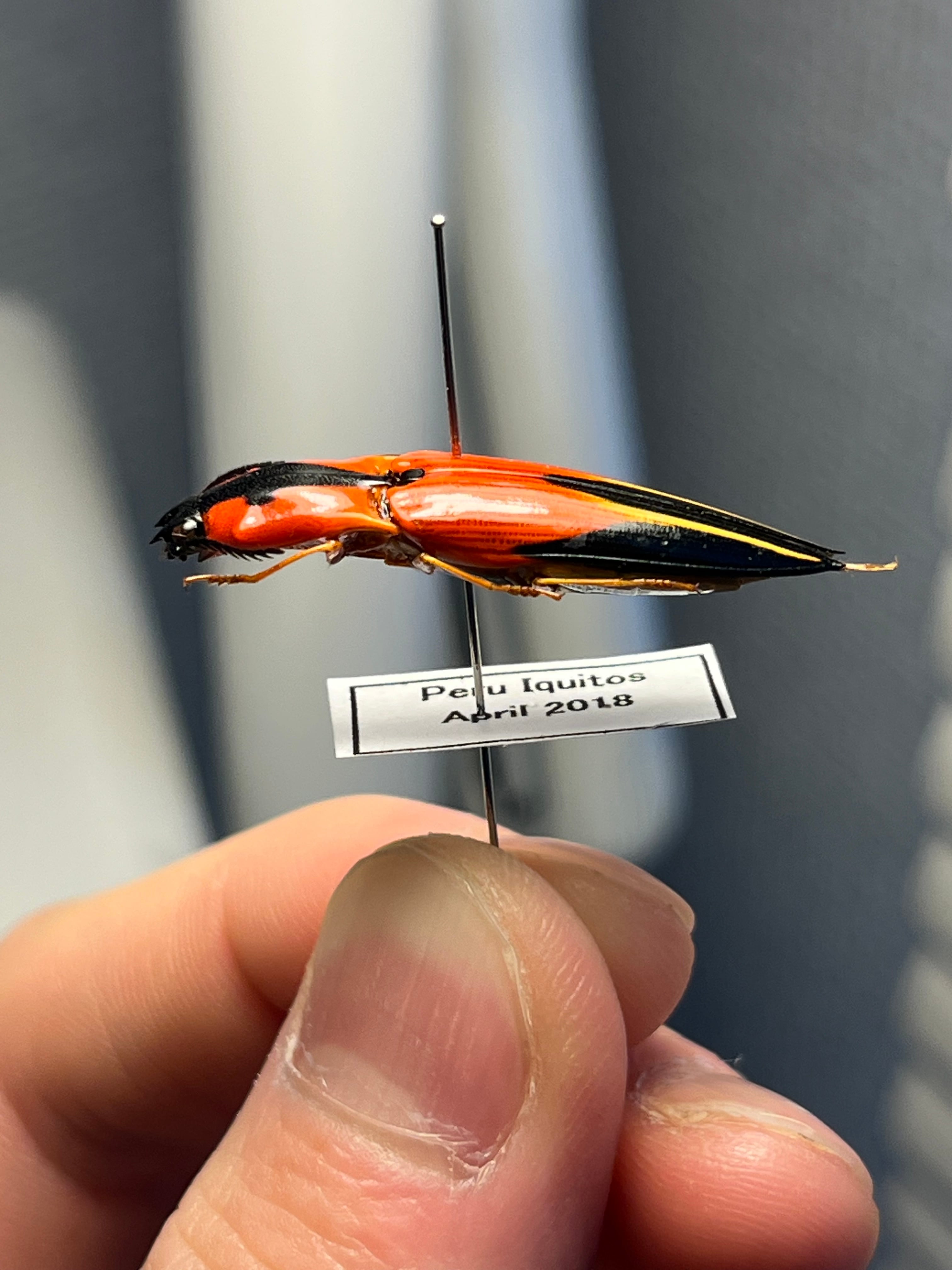 34mm】フェラーリコメツキムシ アングラトゥスミカドコメツキムシ 甲虫