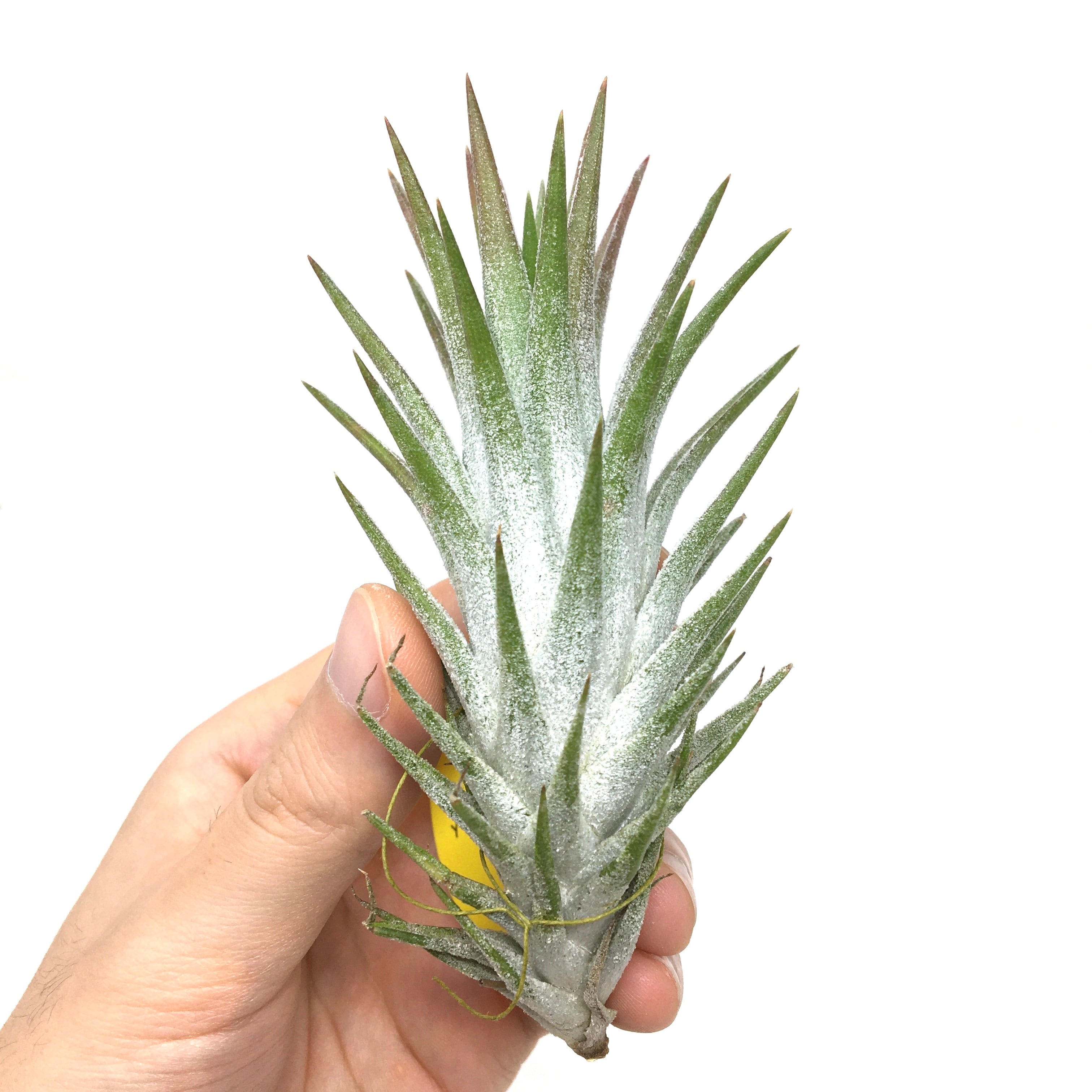 イオナンタ バンハイニンギー ミノール vanhyningii minor