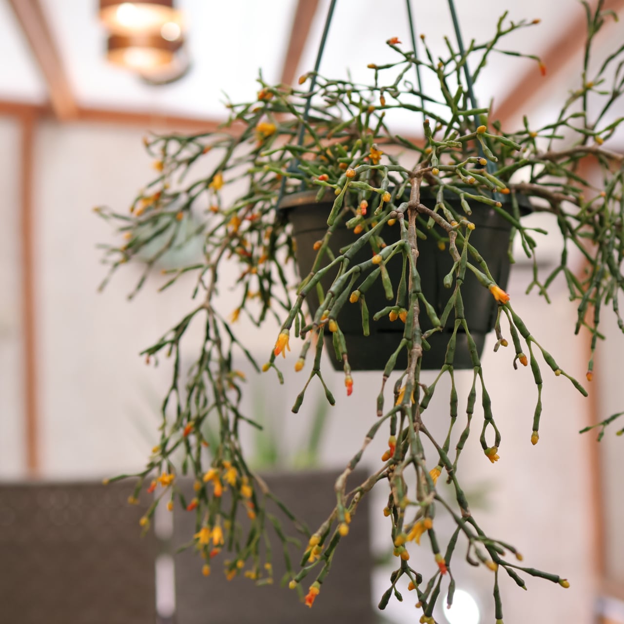 202 再入荷！『アリ植物 アンソリザ・ブラクテオサ Anthorrhiza