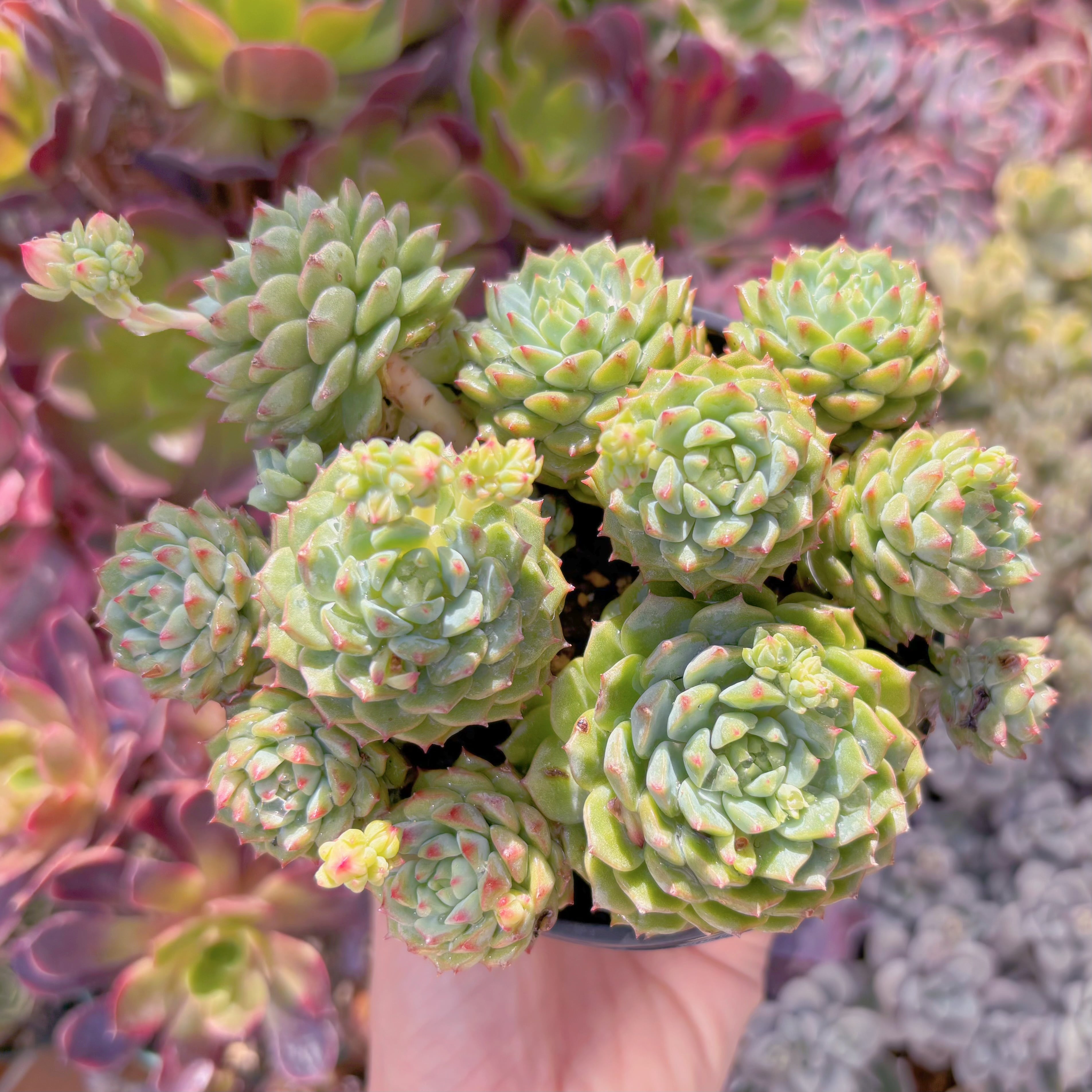 現品　パンダフェス#780　特大群生　新入荷　るる農園