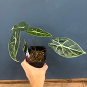 アロカシア スーヒルマニアナ purple vein【710】