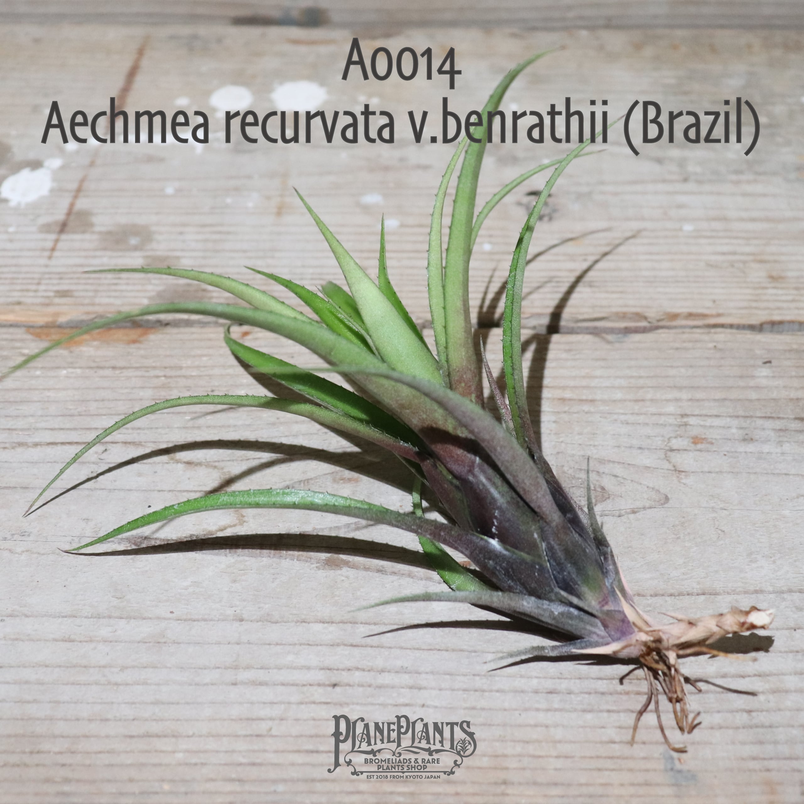 【送料無料】Aechmea recurvata v.benrathii (Brazil)〔エクメア〕現品発送A0014
