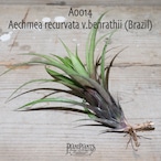 【送料無料】Aechmea recurvata v.benrathii (Brazil)〔エクメア〕現品発送A0014