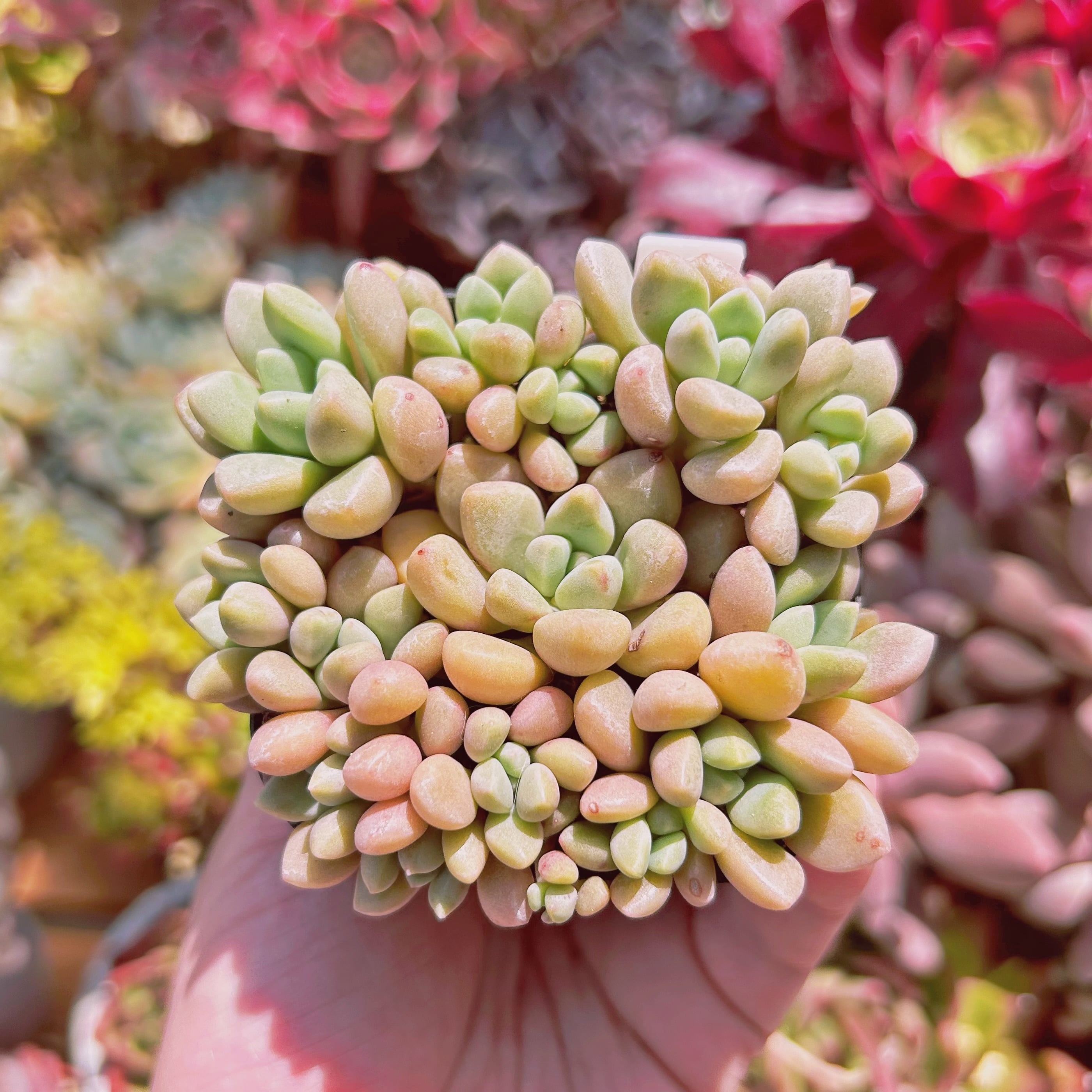 #783現物　多肉植物　パンダアイ　抜き苗