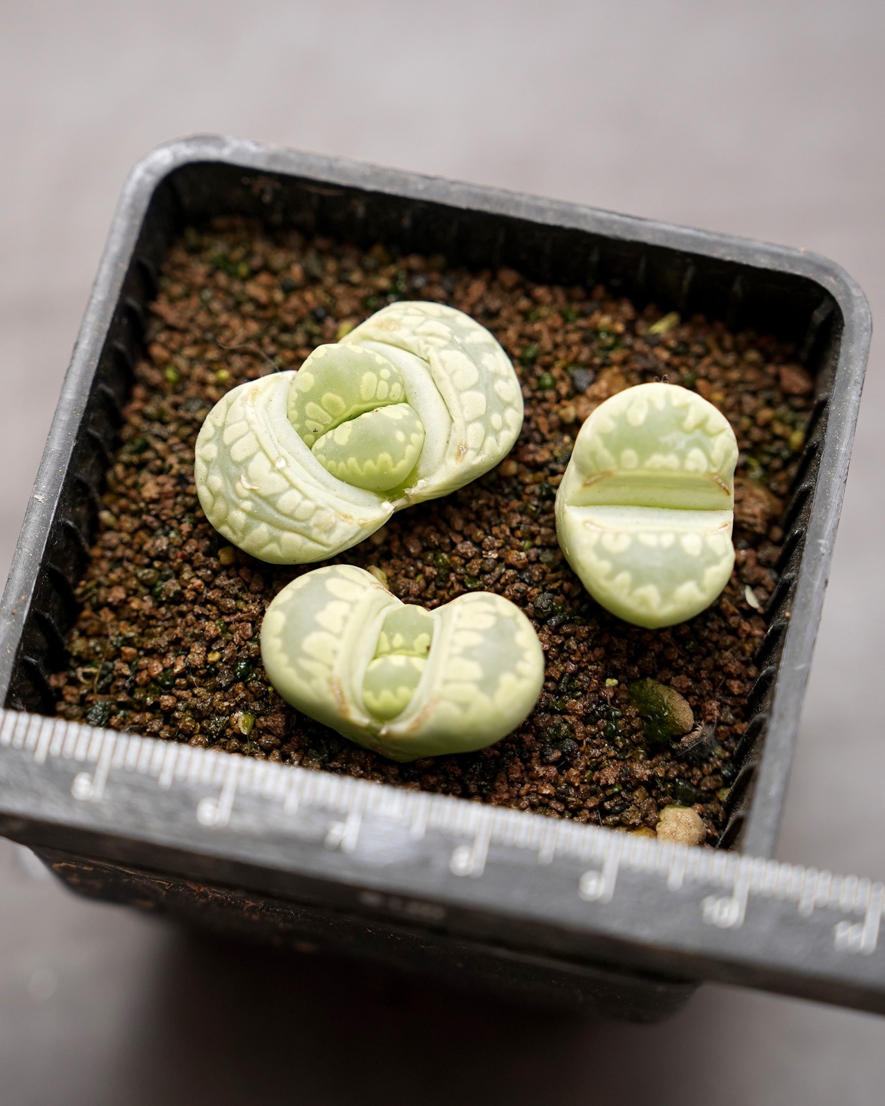 抜き苗 リトープス 緑大津絵 1～1.5cm Lithops otzeniana C350 'Green Form'