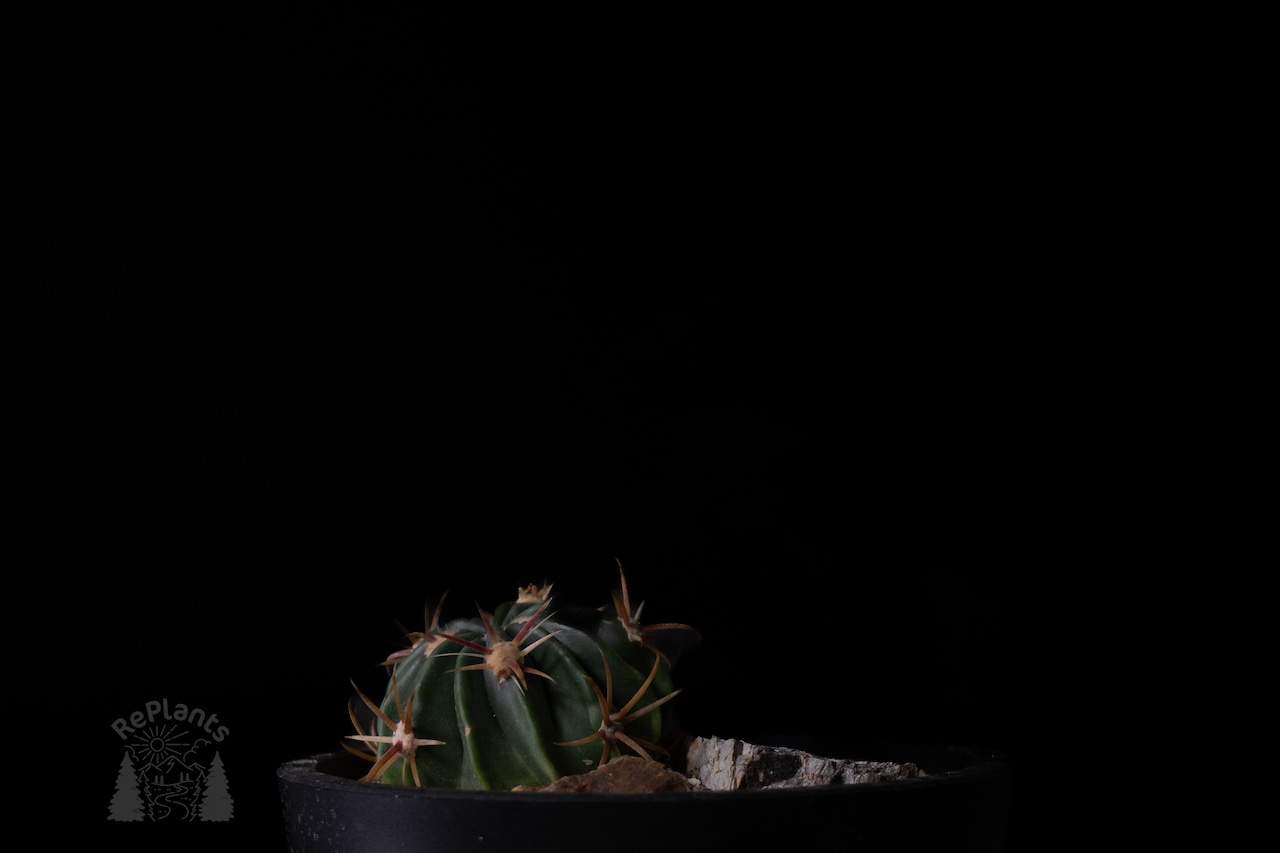 Ferocactus latispinus|日の出丸