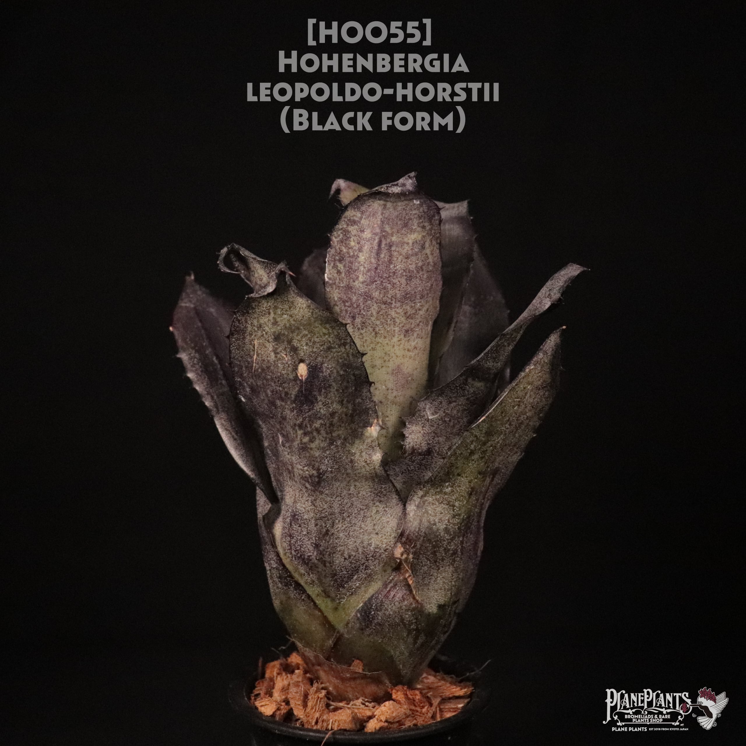 送料無料】 Hohenbergia leopoldo-horstii Black form