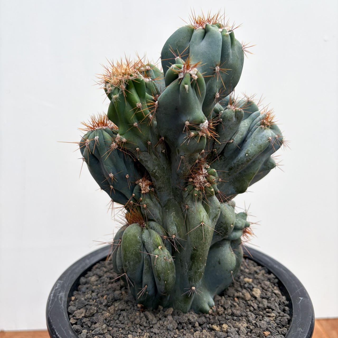 Cereus hildmannianus f. monst【セレウス・岩石獅子】