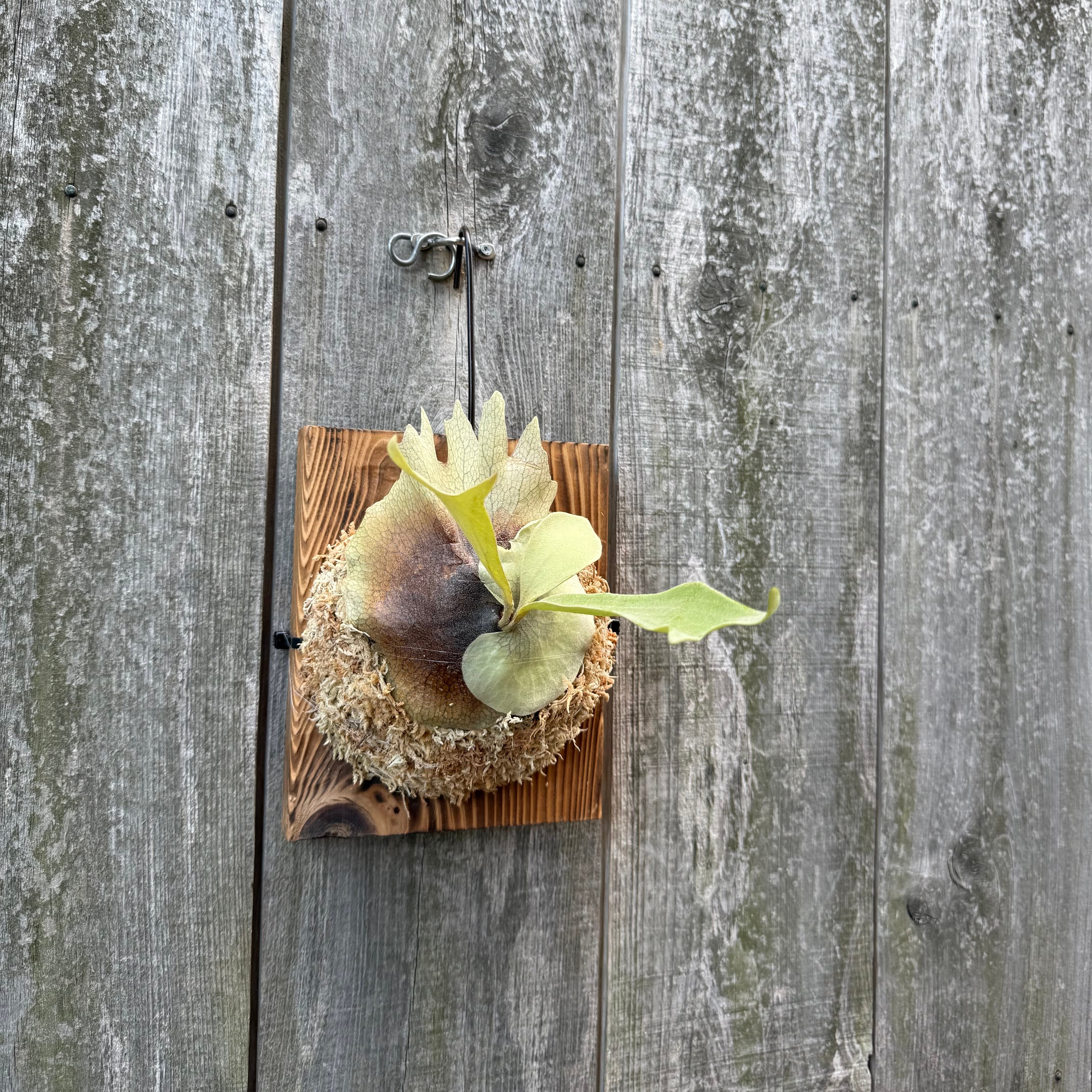 P. veitchii wild spore | naturefix