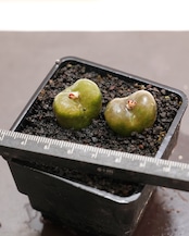 抜き苗 モーガニー CR1131 Conophytum maughanii