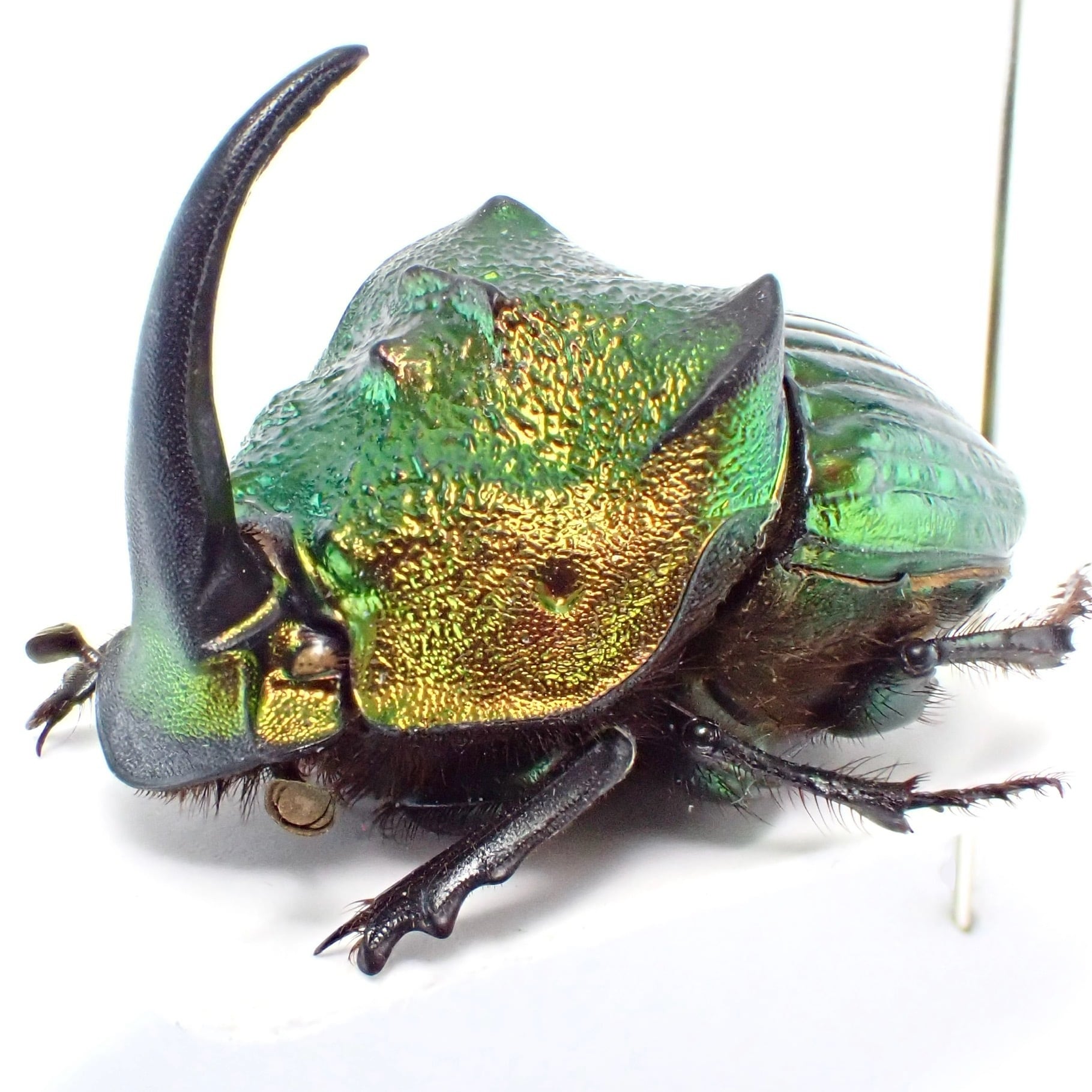 メキシコ産 Phanaeus mexicanus ♂ 22mm 緑橙 XL | 昆虫標本 Diggers