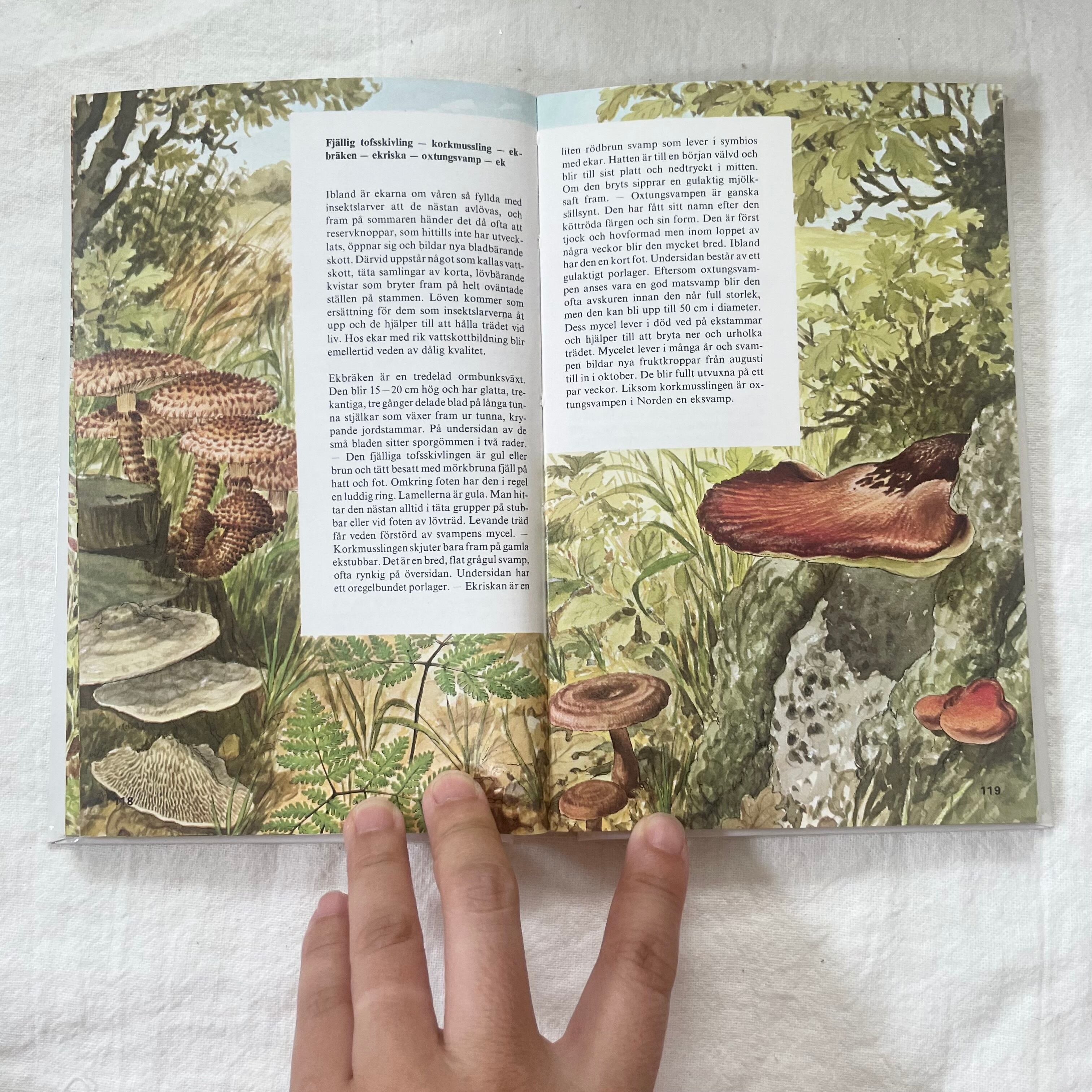 スカンジナビアの秋の自然の本