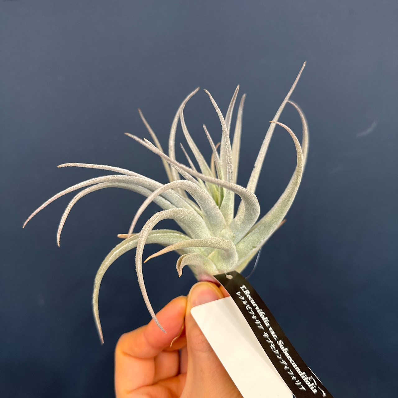 チランジア レクルビフォリア サブセクンディフォリア【271】