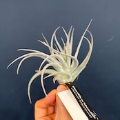 チランジア レクルビフォリア サブセクンディフォリア【271】