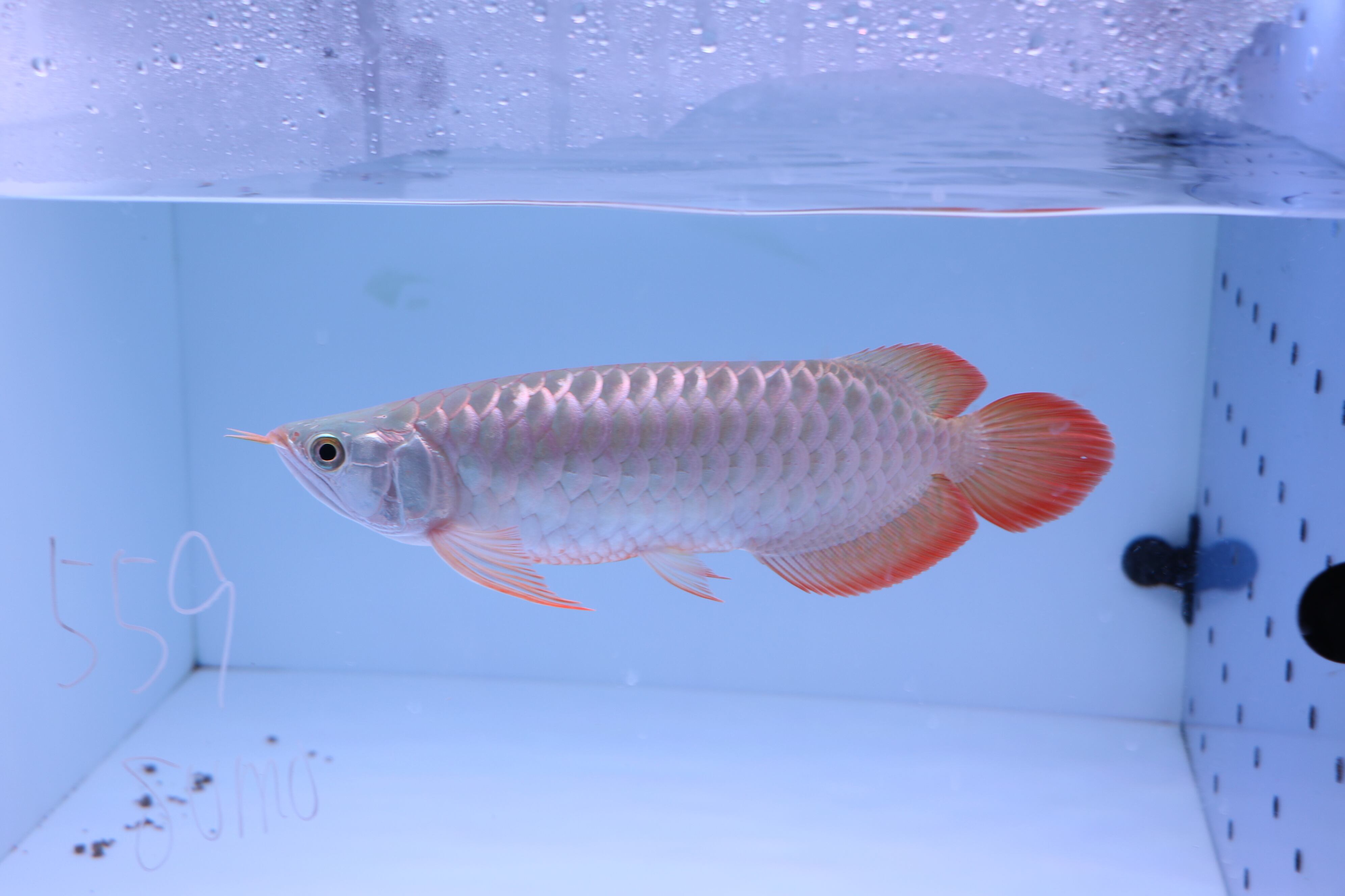 紅龍sumo (559) プレミアム個体 ±25㎝ | アロワナ等の大型魚・熱帯魚の