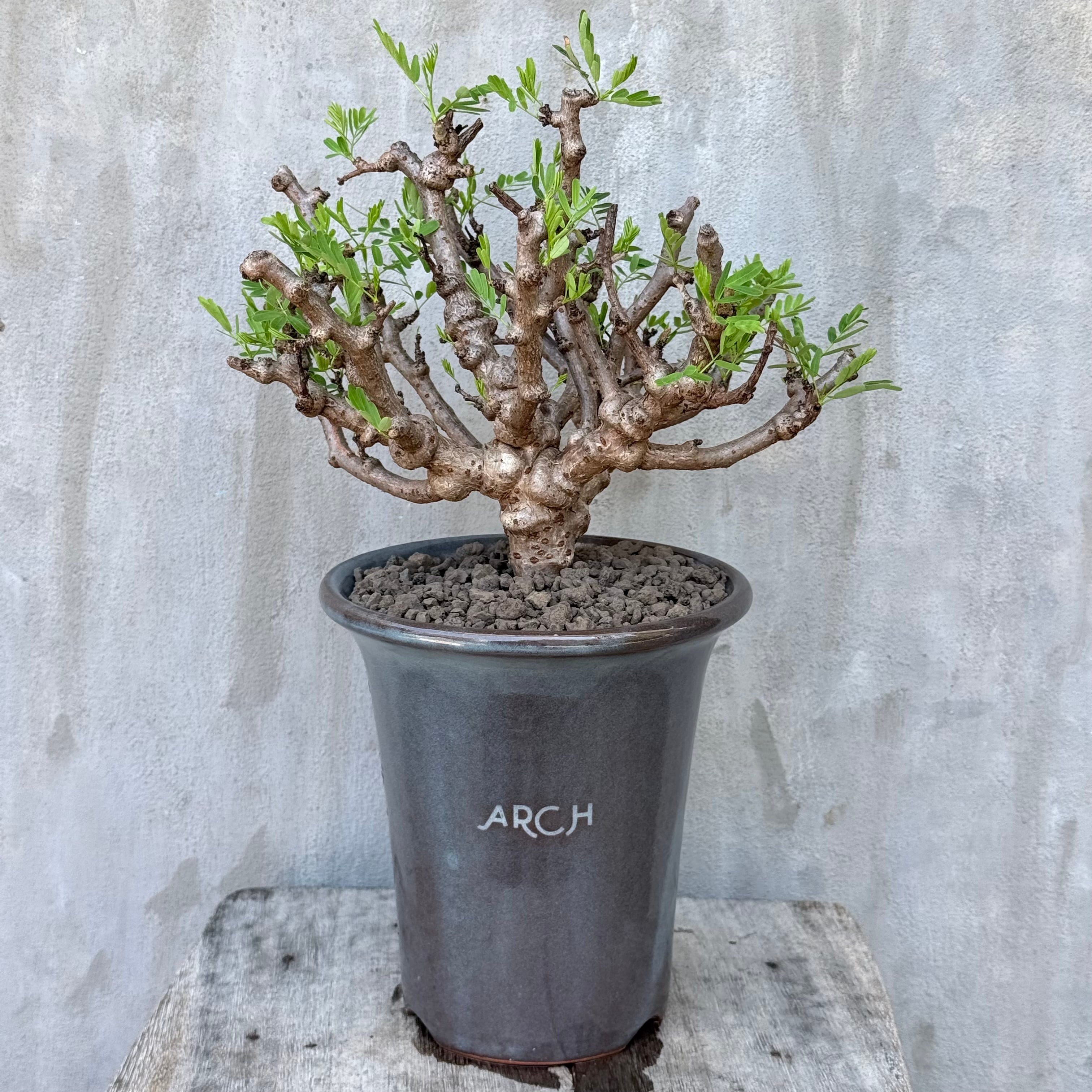 植物 | A-PLANTS