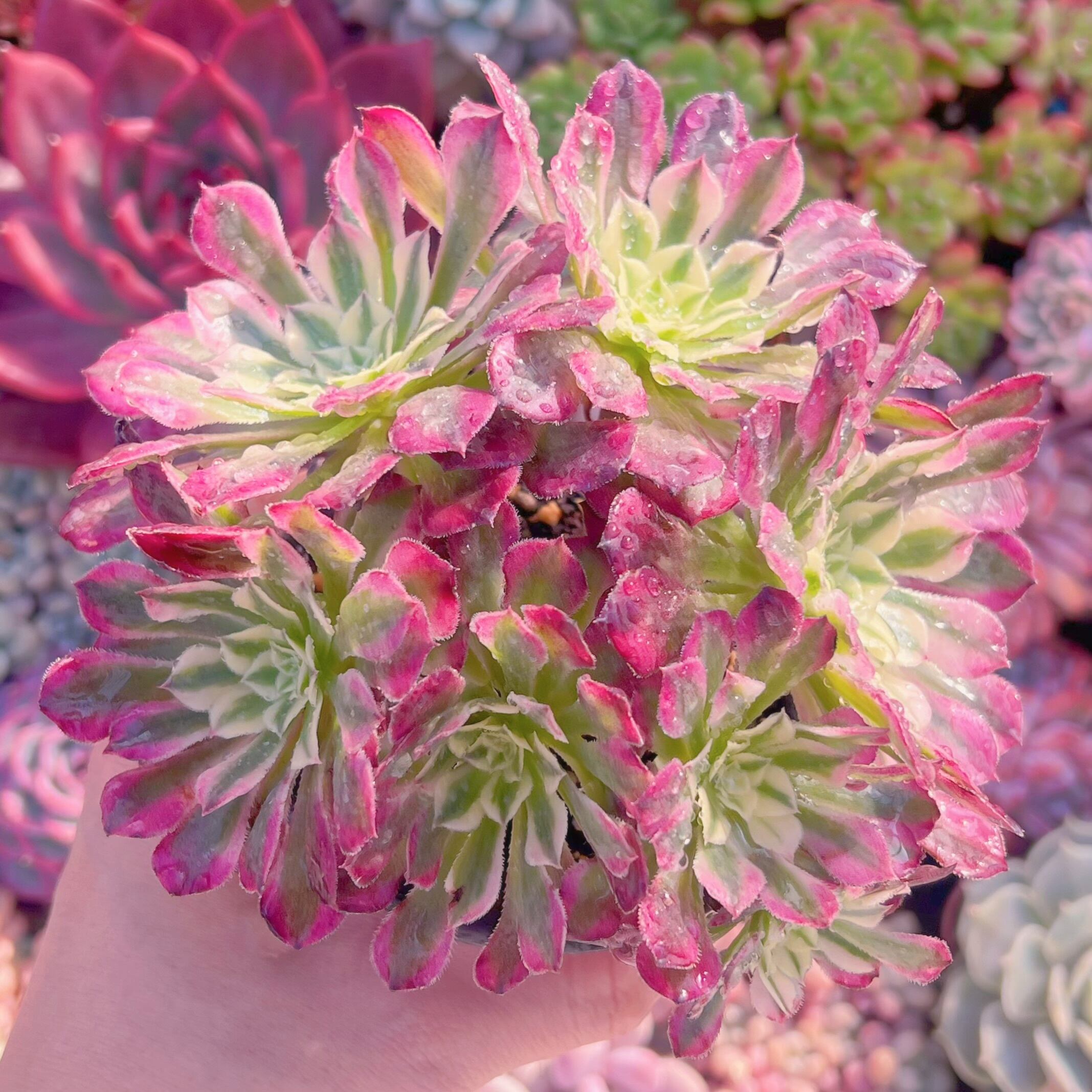 現品　ブラックチェリー#765　群生　新入荷