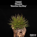 【送料無料】'Showtime Itsy Bitsy'〔エアプランツ〕現品発送T5586