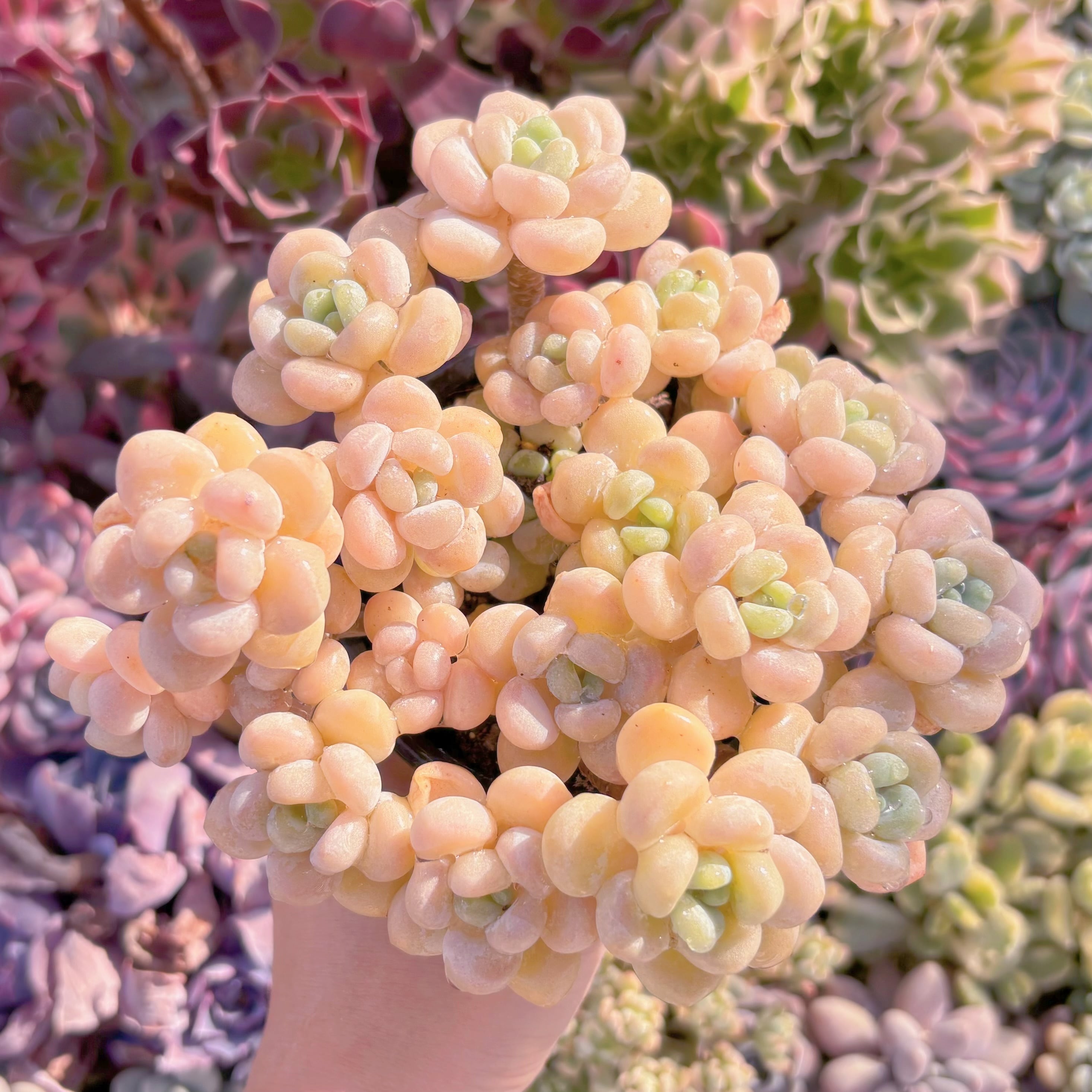 現品　ミルクキャンディ#070　群生　新入荷　るる農園