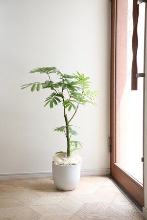 【L/94cm】エバーフレッシュ /Pithecellobium confertum ever fresh