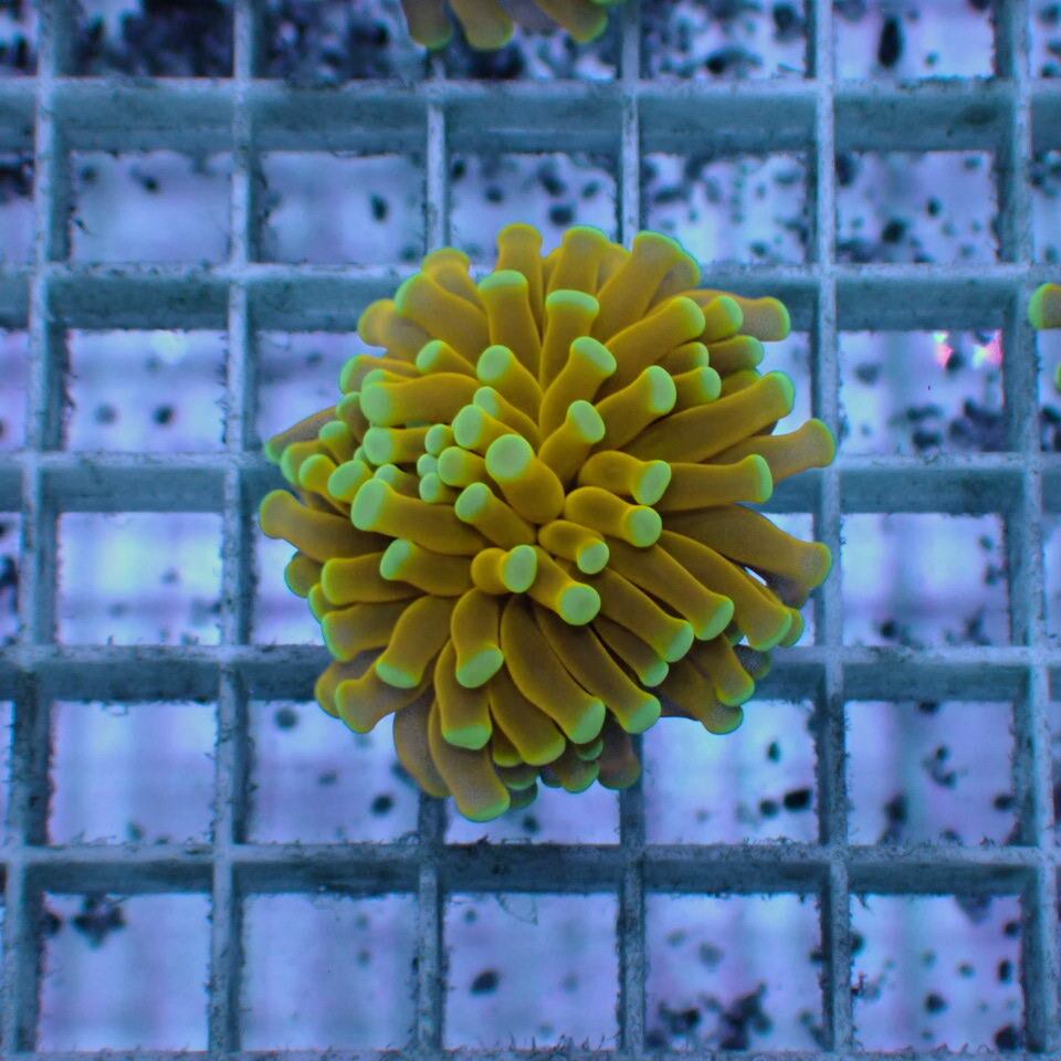 ハナ _ゴールドトーチ 24K フラグ ハナ _ゴールドトーチ 24K フラグ ハナサンゴの仲間 | チャーム