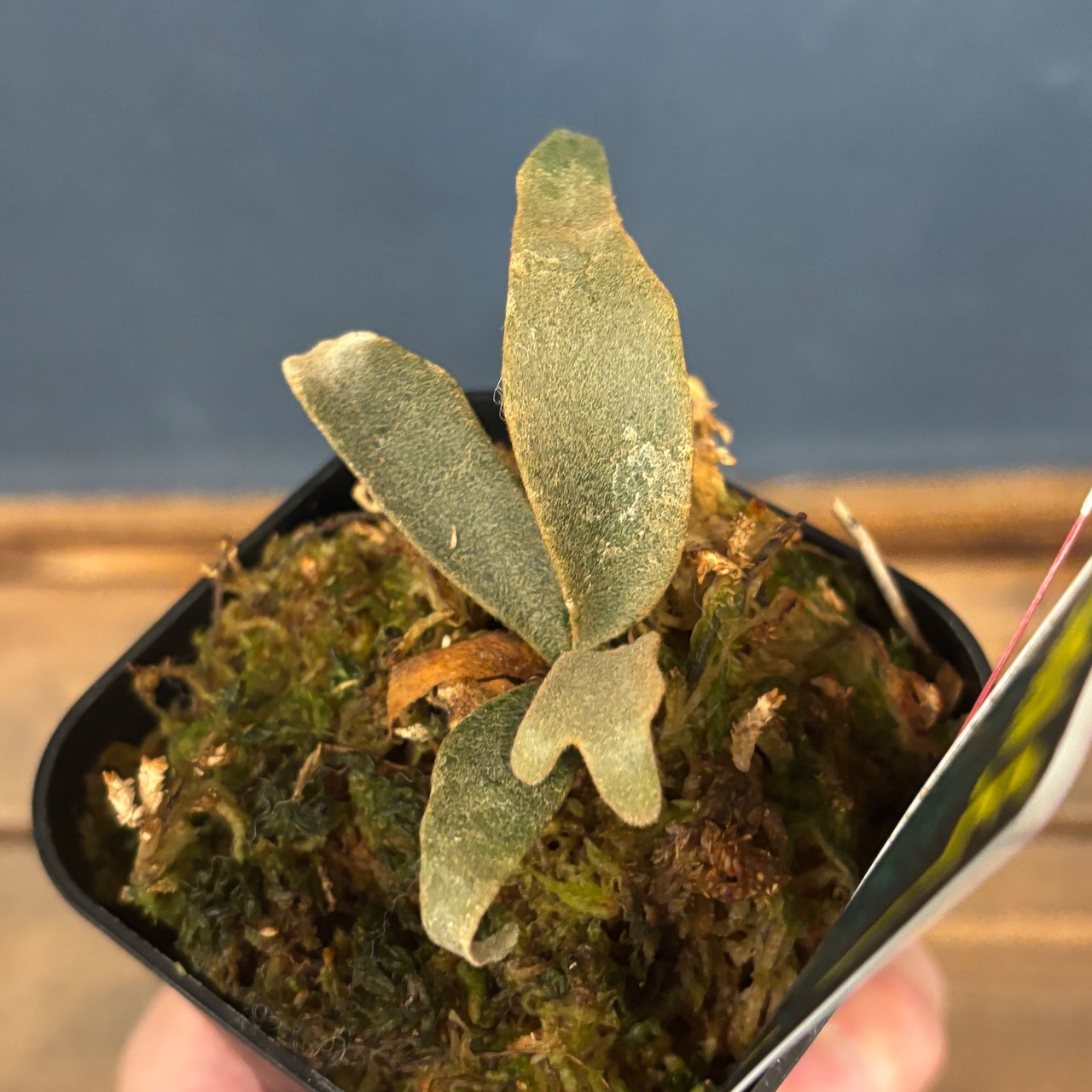 【クリアランス】ビカクシダ　ジェニー　P. willinckii 'Jenny'【542】