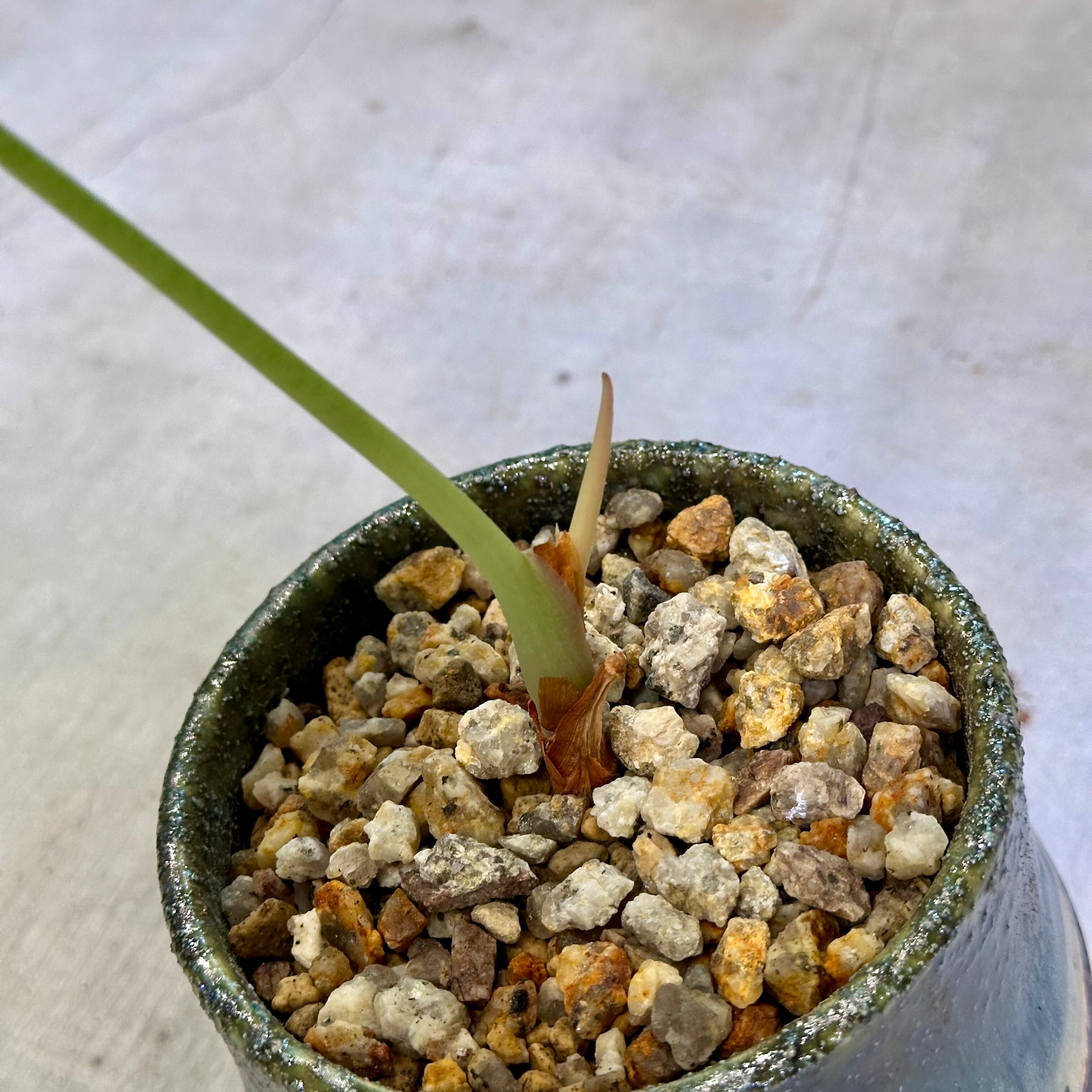 アロカシア・アズラニー | barrelplants_BONSAI