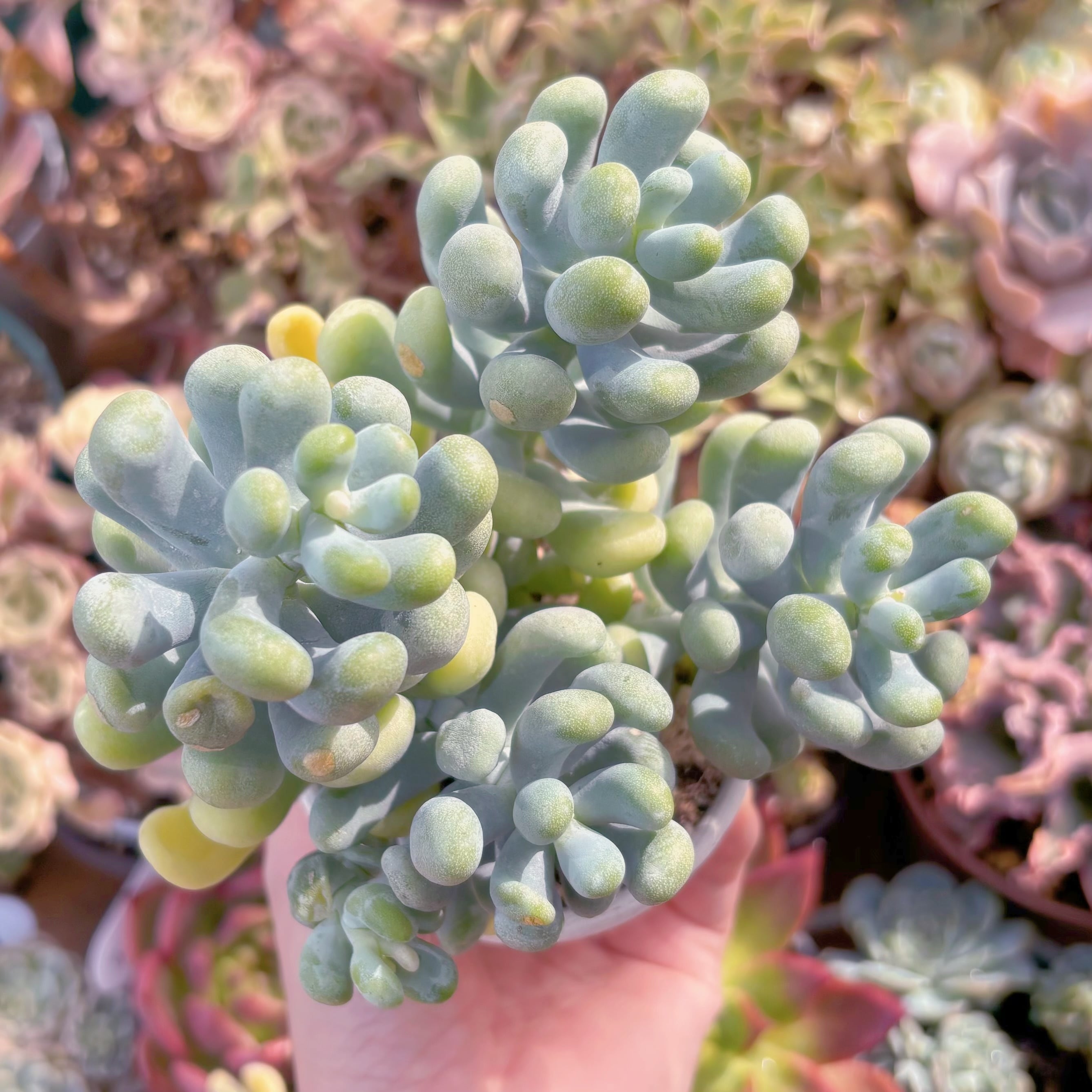 多肉植物　バナナ美人　大群生　新入荷　るる農園