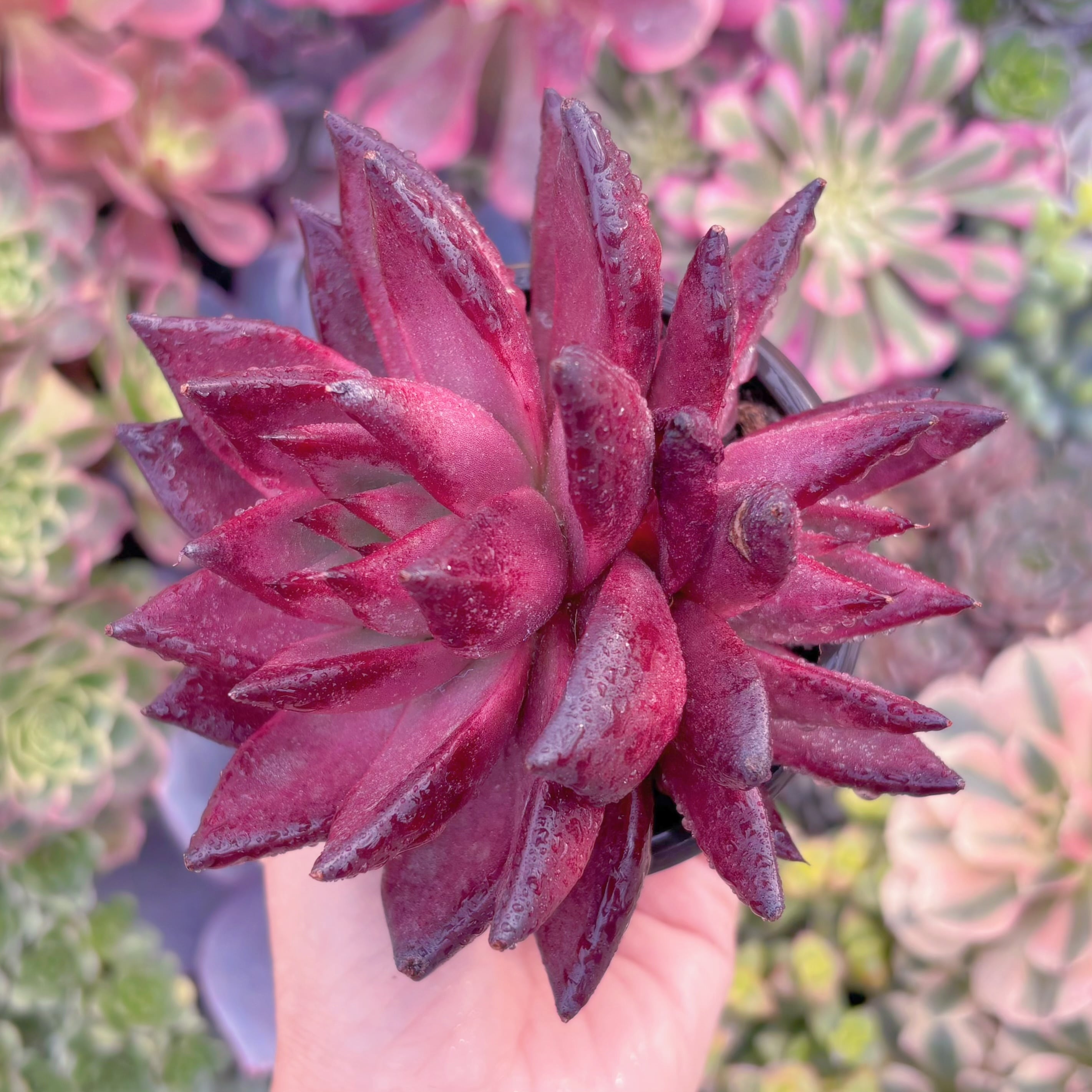 現品　ロメオルビン#615　2頭群生　るる農園