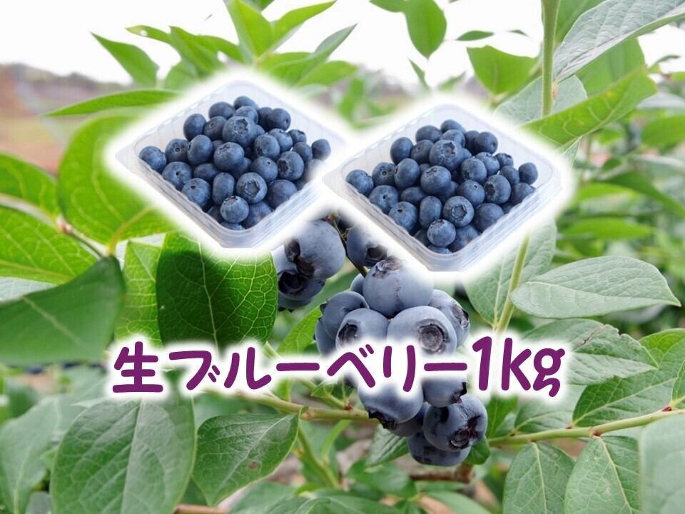 訳あり】冷凍ブルーベリー1.5㎏（フリーザーパック500g×3個