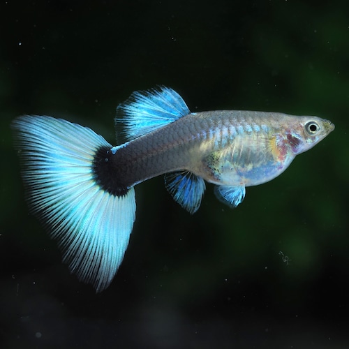 種親ドイツイエロータキシード　1ペア