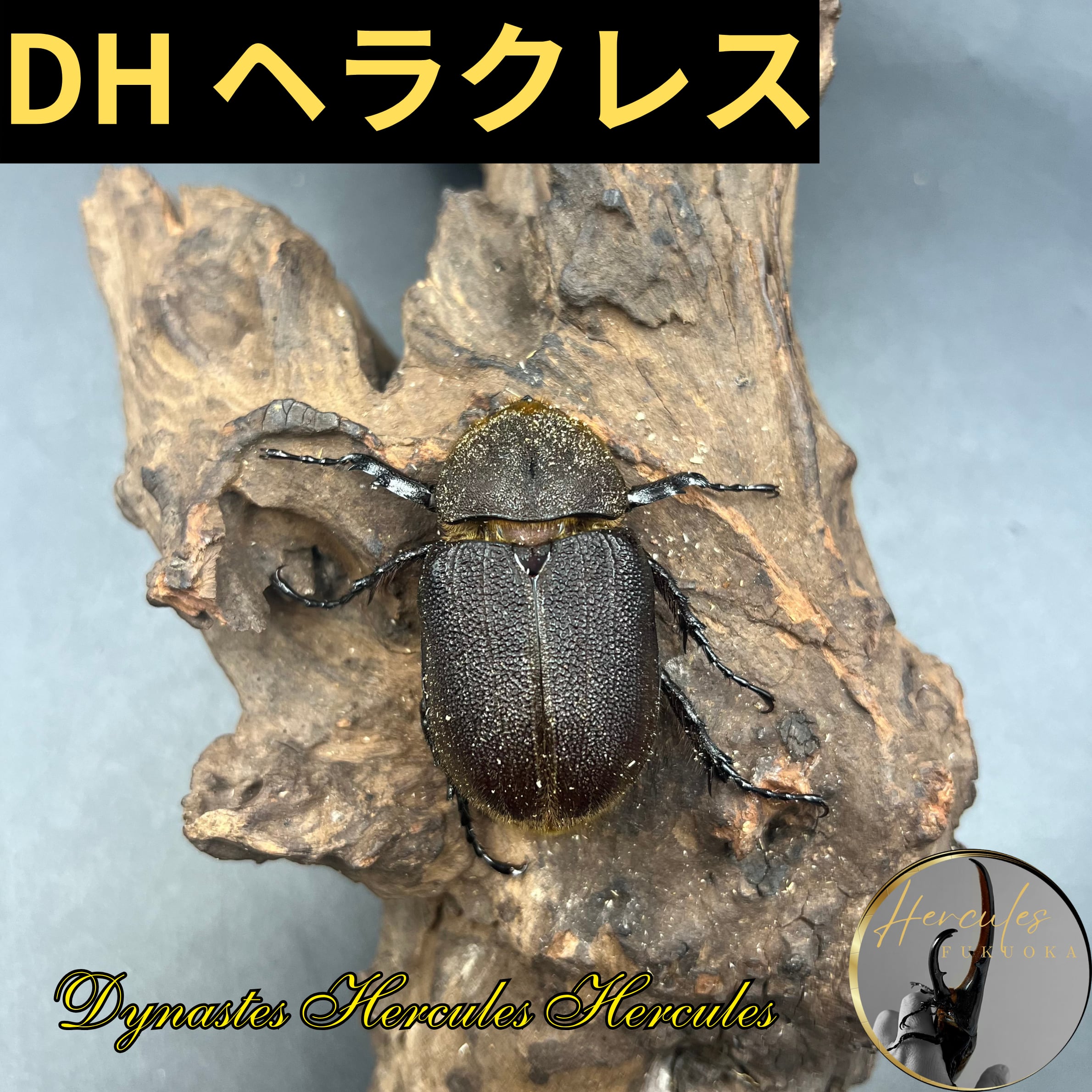 HirokA】D.Hヘラクレス（FF-0FA2×0F136G）69mm♀単品