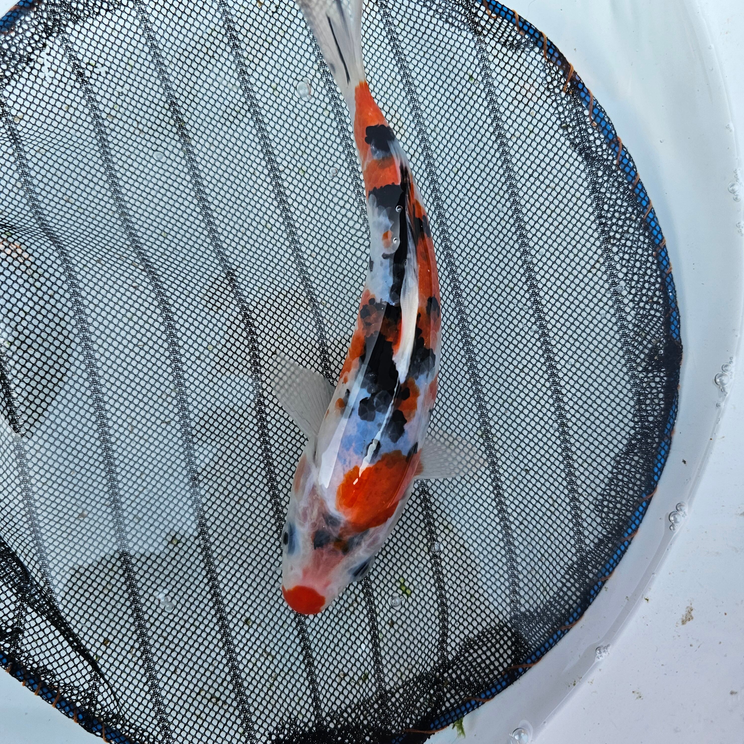 値下げ！水槽 錦鯉 金魚 養魚場 運搬