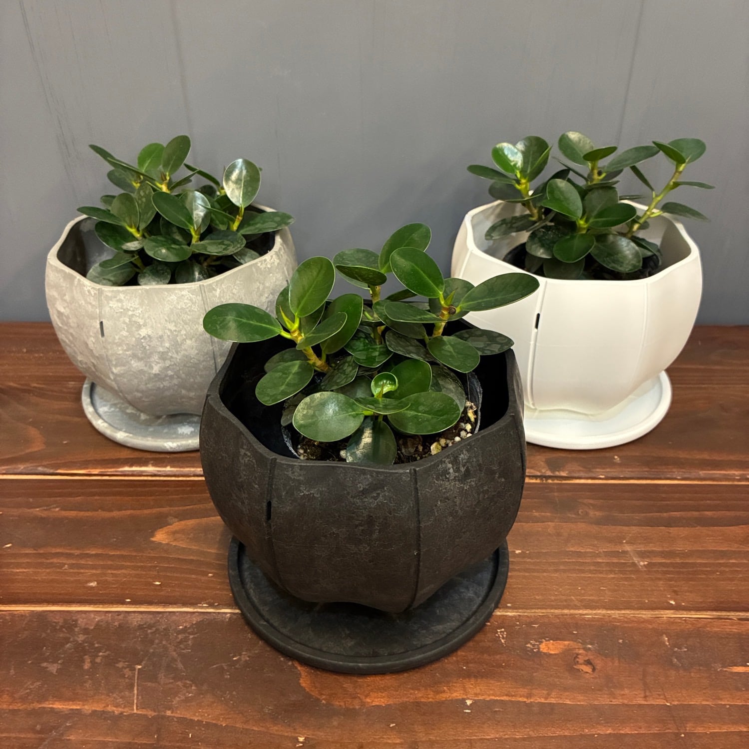 秋の植え替えフェア対象】【セット】パンダガジュマル | PROTOLEAF