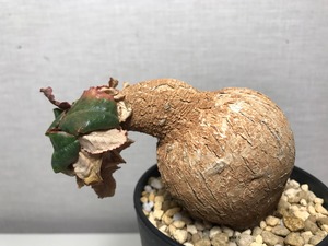 ユーフォルビア プリムリフォリア