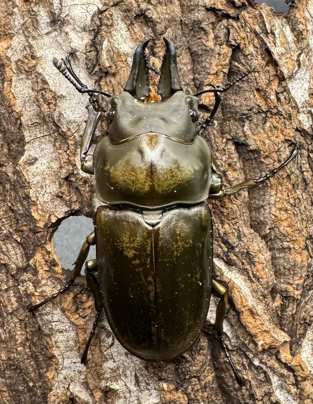 【F0】《ローゼンベルグオウゴンオニ 51.5mm ペア》