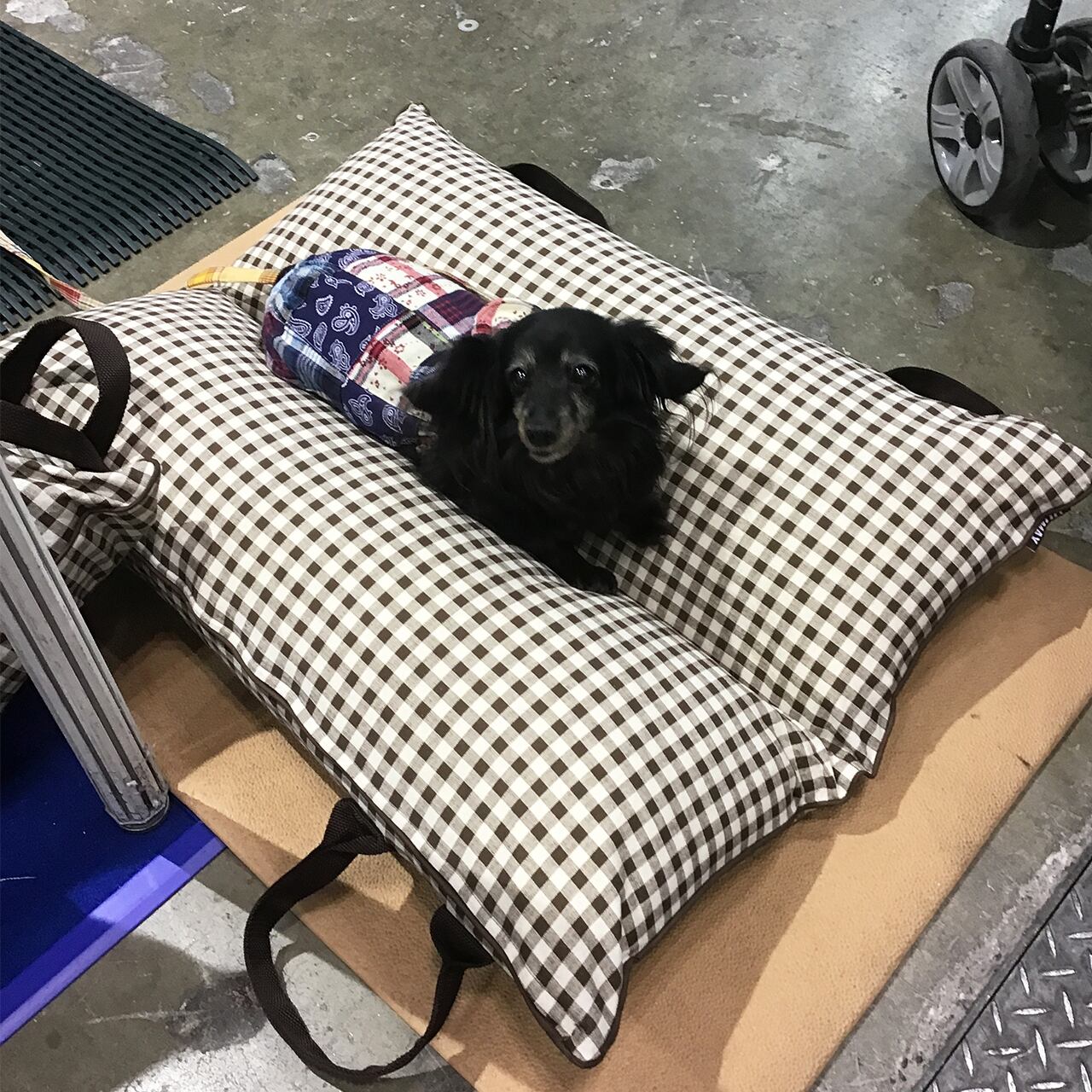 ペット用 介護クッション「RAKU²」らくらく／Mサイズ／小型犬