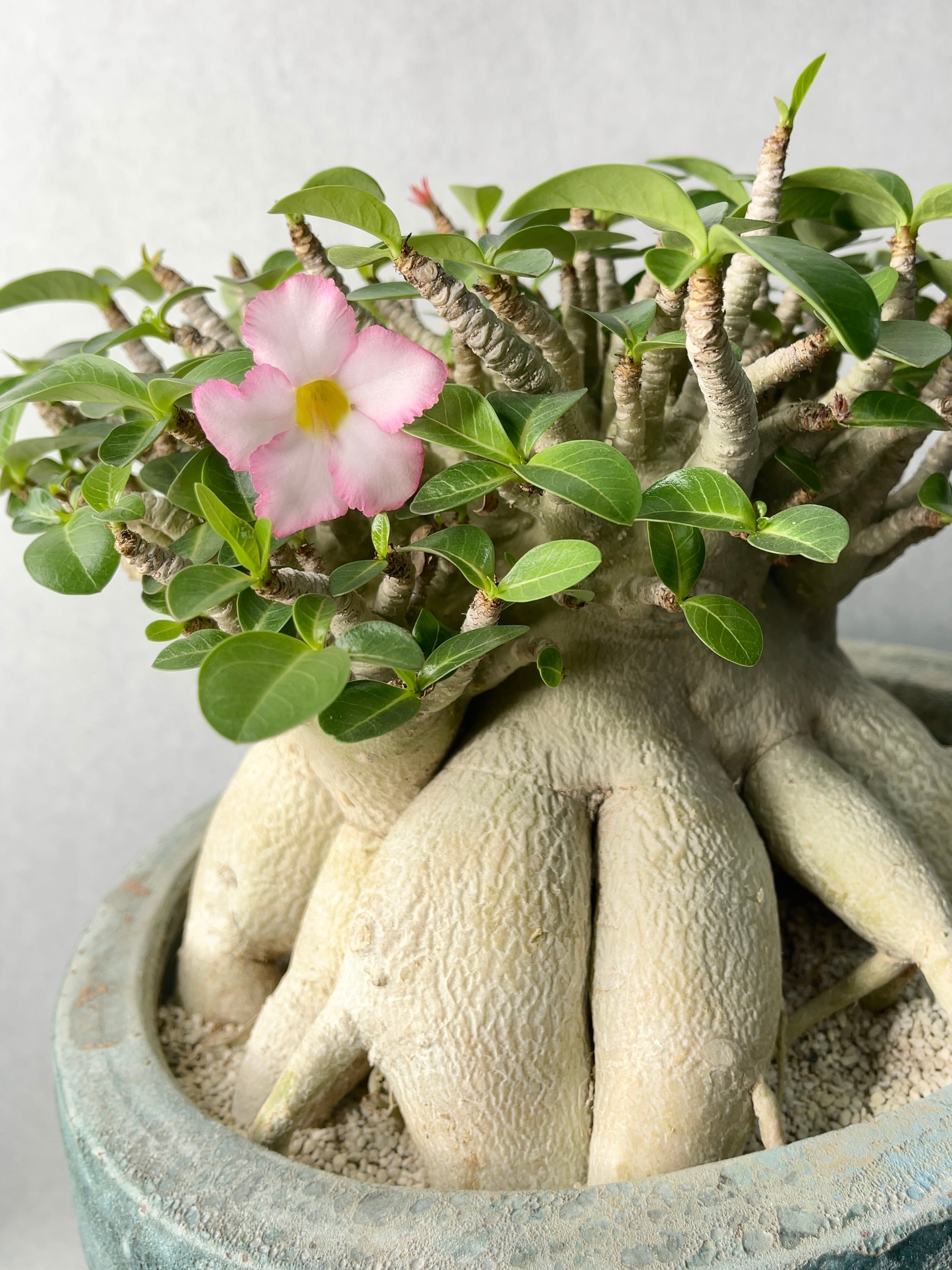 アラビカム 公式通販 エイリアン 極太⁄ドワーフ⁄塊根植物アデニウム