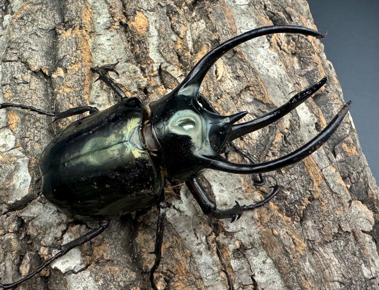 【WD】《ミンダナオアトラスオオカブト 90mm ペア》