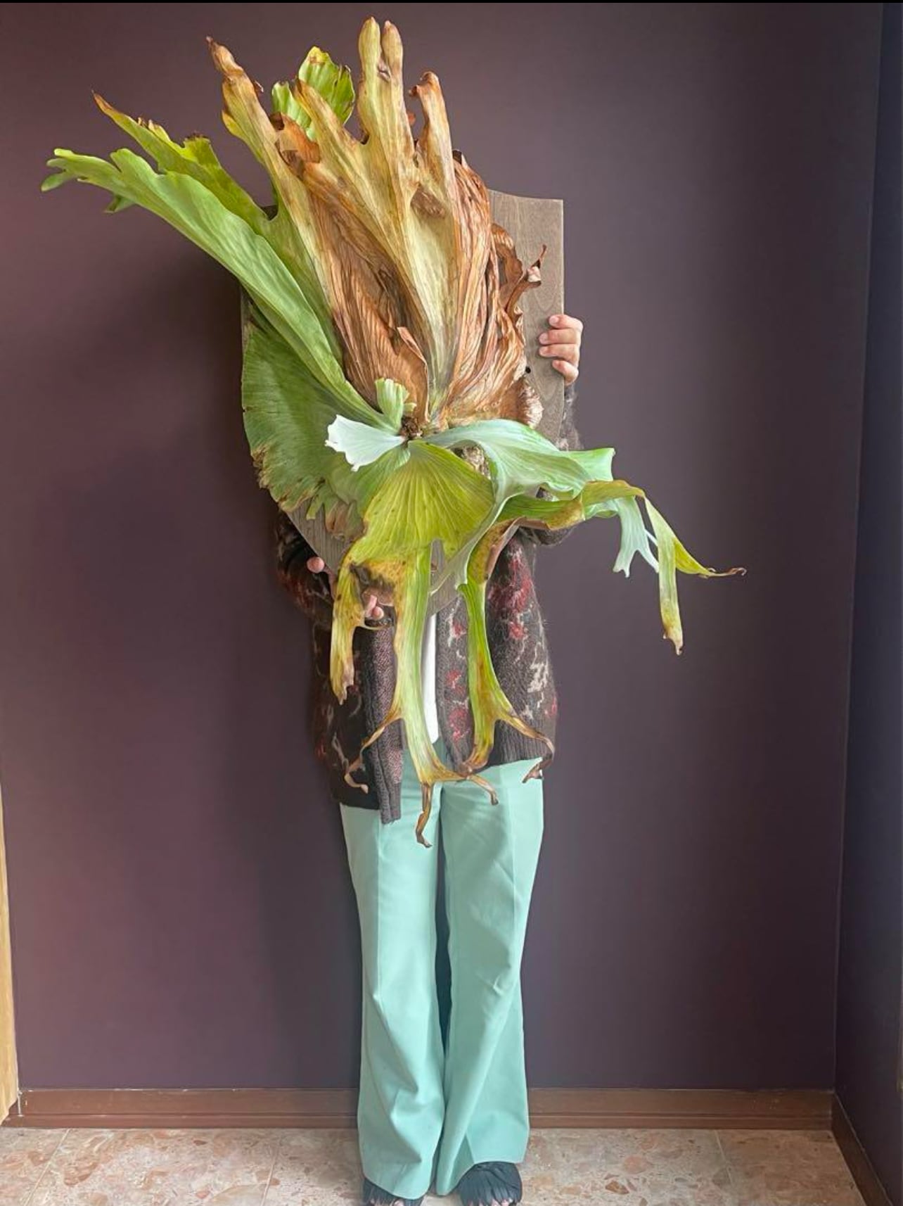 ゲリラ値下げ大株 ビカクシダ グランデ板付 コウモリラン ゲリラ値下げ