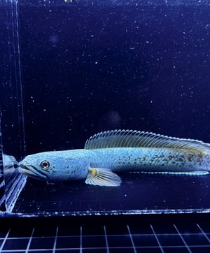 チャンナアリストネイ レッドモザイク②