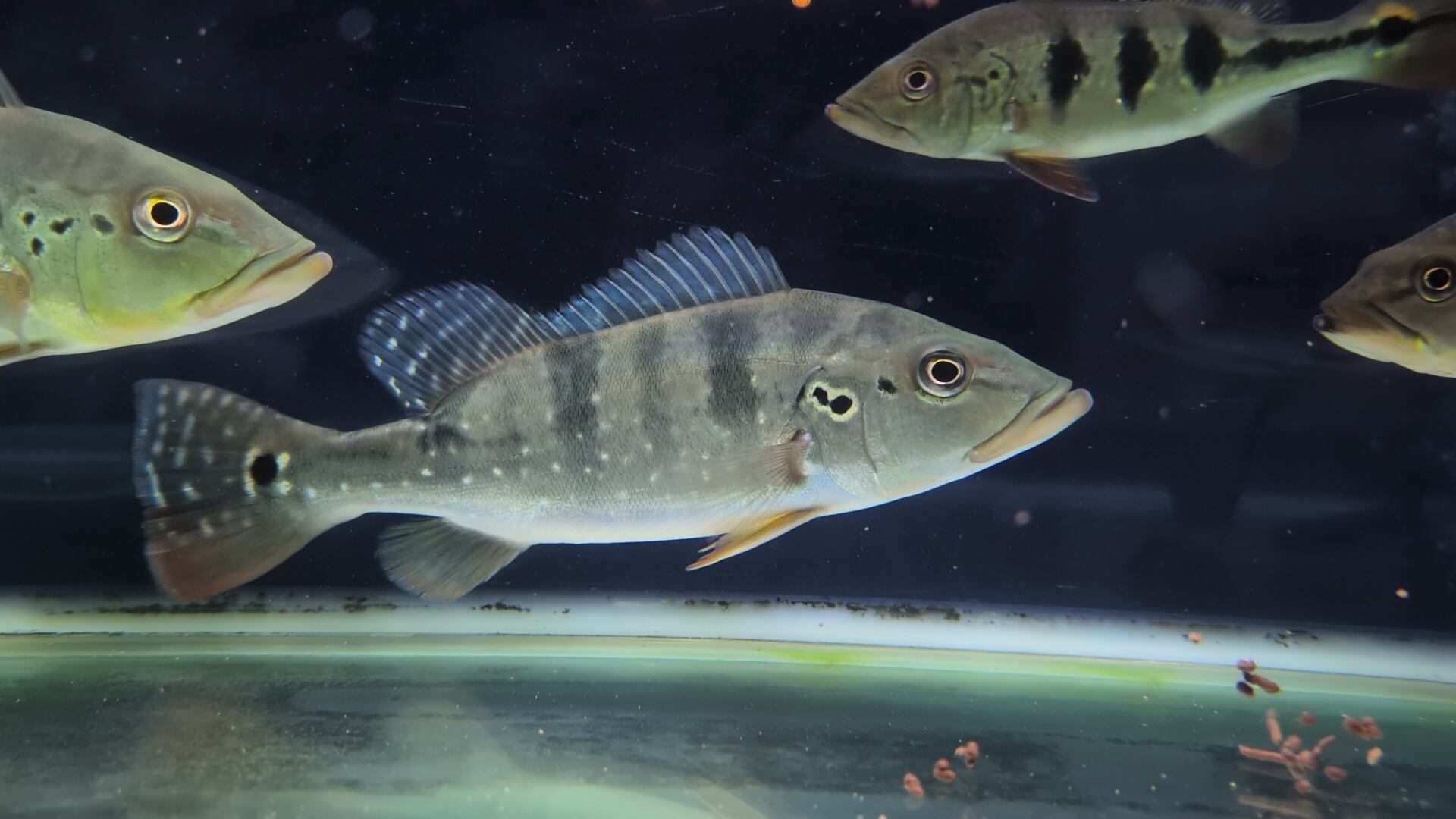 キクラピクティ　熱帯魚 おさかなオンライン