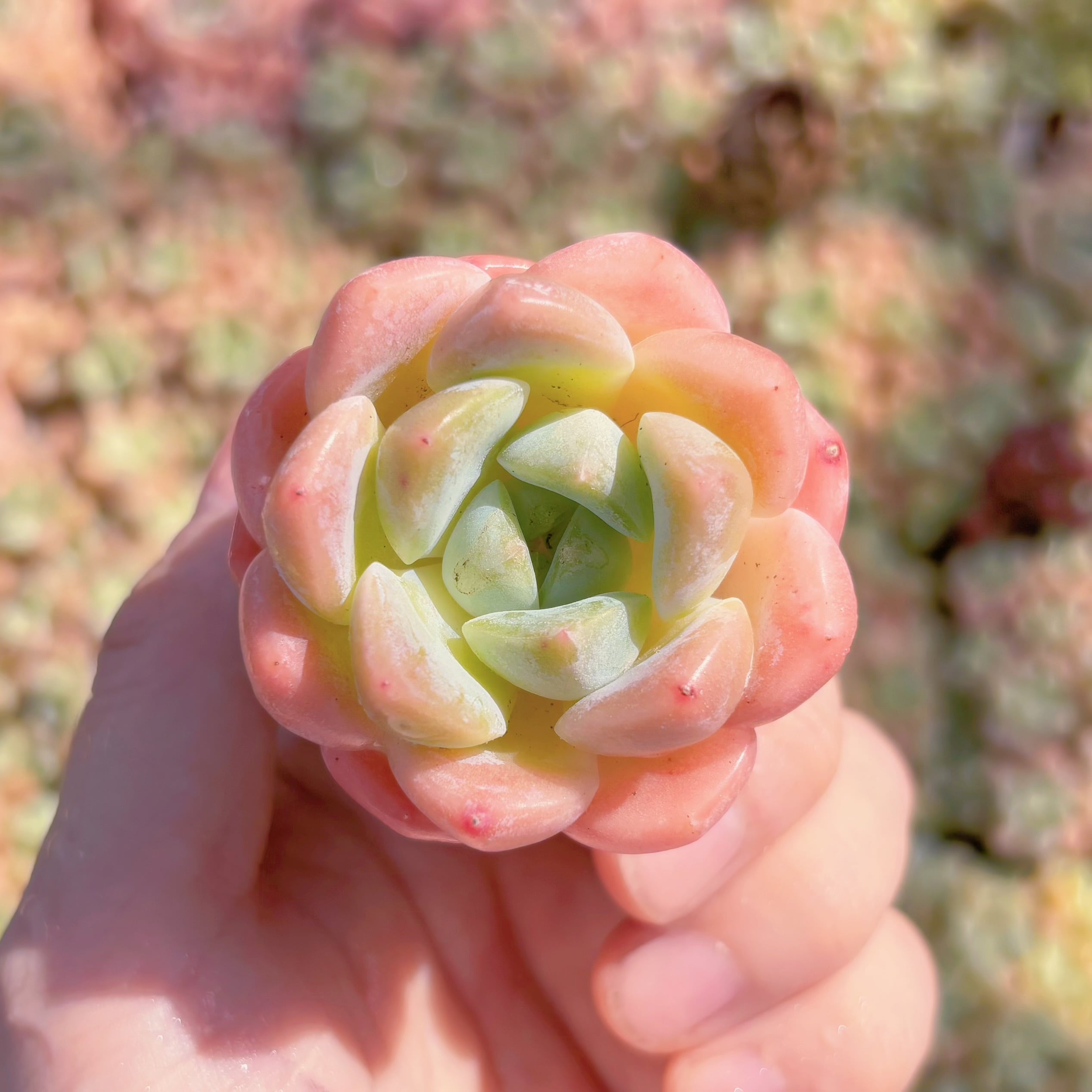 多肉植物　幻夢　新入荷　るる農園
