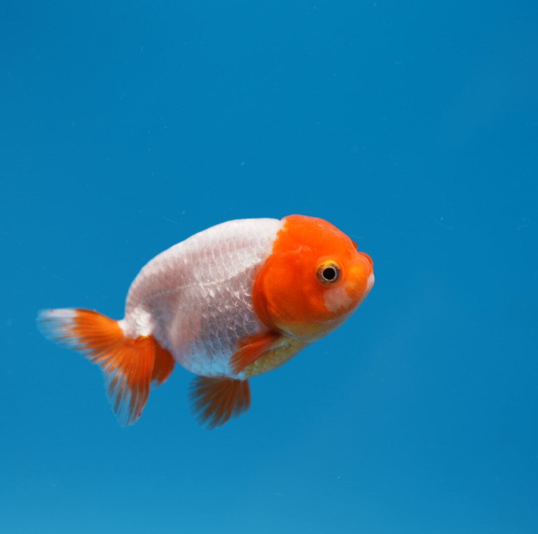 リセ 一之江 金魚 KR きんぎょ生活 No.11 金魚は更紗 [雑誌] | きんぎょ生活編集部