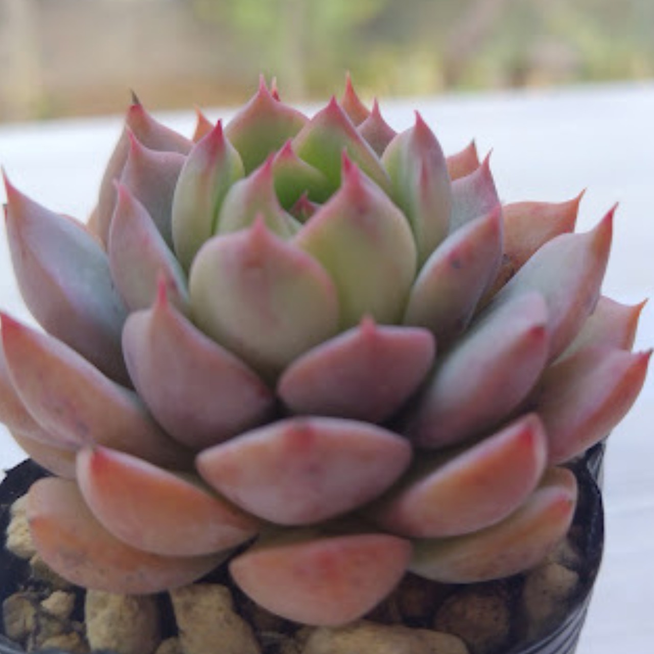 Prizum 特大 (韓国苗) Prizum 特大 (韓国苗)