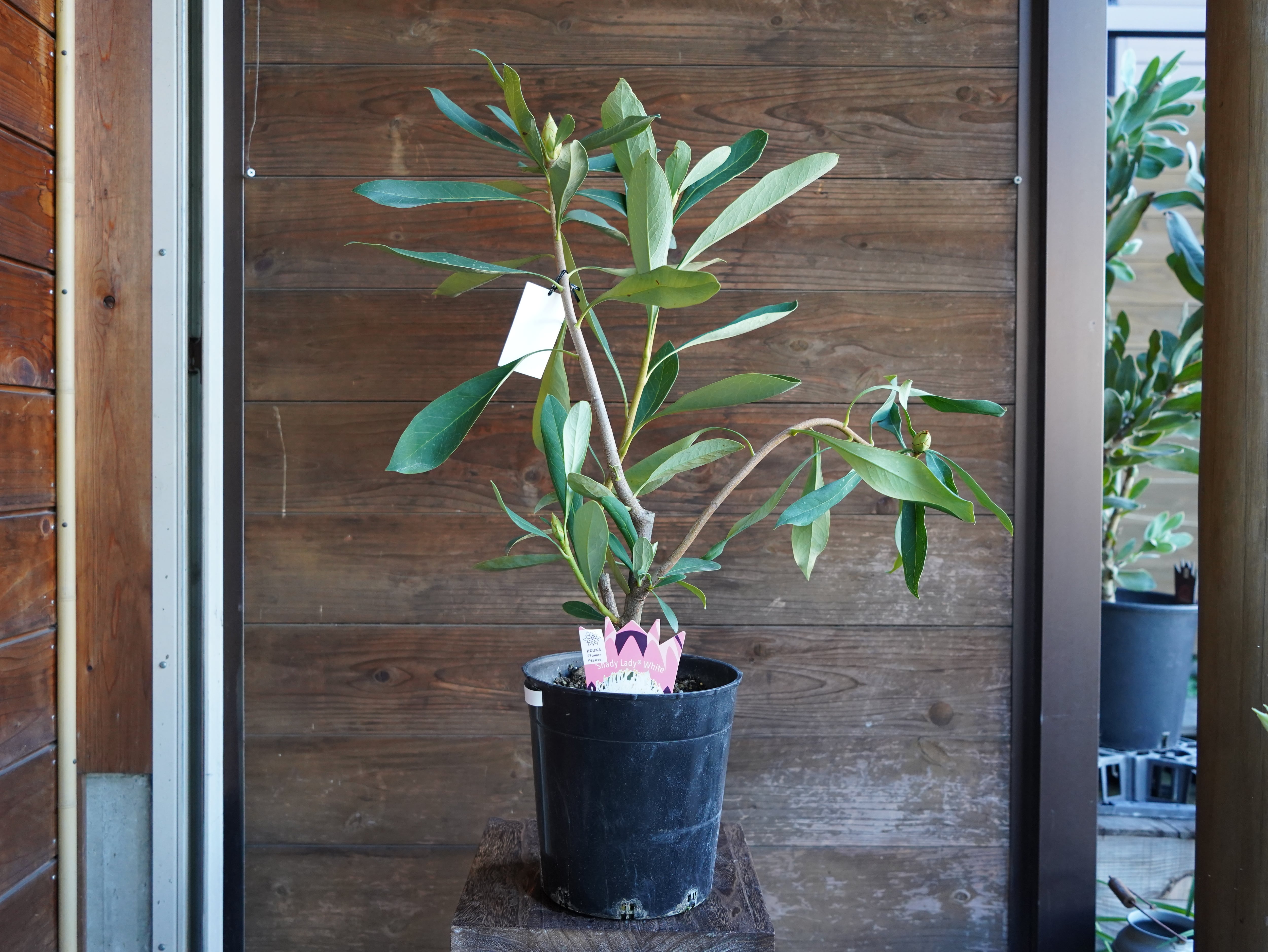 コロナリウム フィリピネス P. coronarium Philippines dwarf ビカクシダ フィリピネス ドワーフ